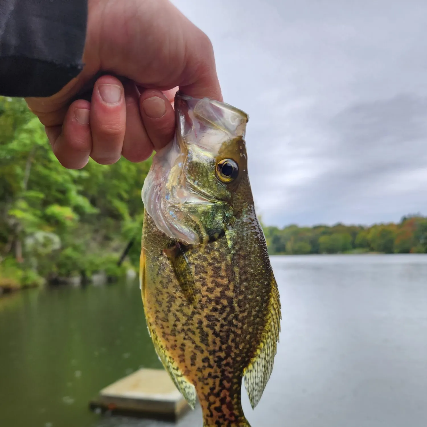 Black crappie caught on Fishbrain
