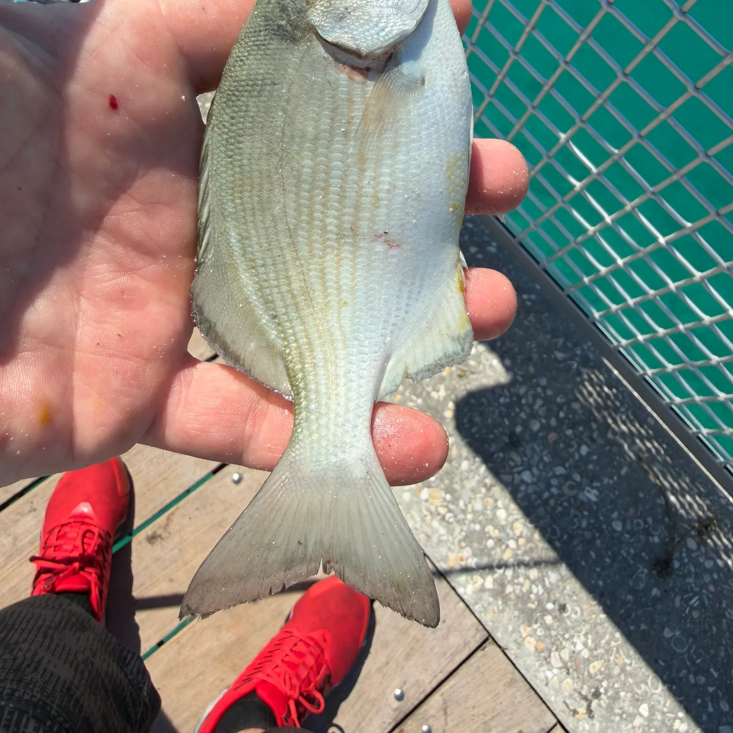 The most recent Bermuda sea chub catches on Fishbrain