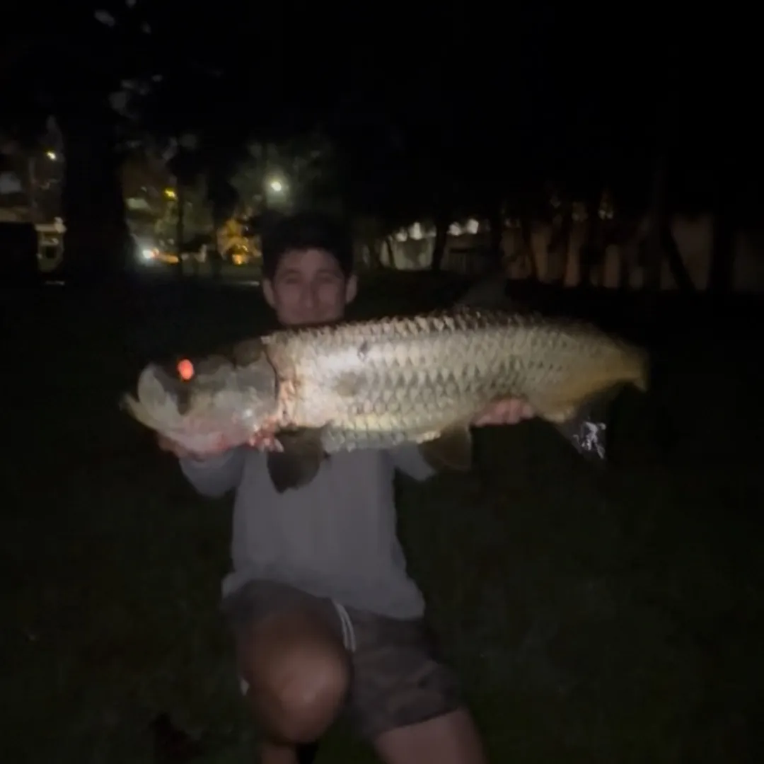 Tarpon caught on Fishbrain