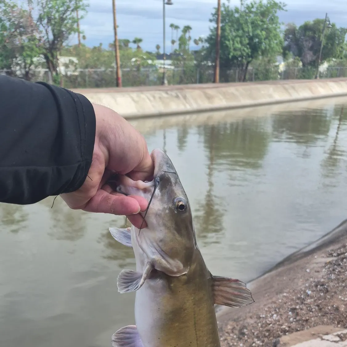 Channel catfish caught on Fishbrain