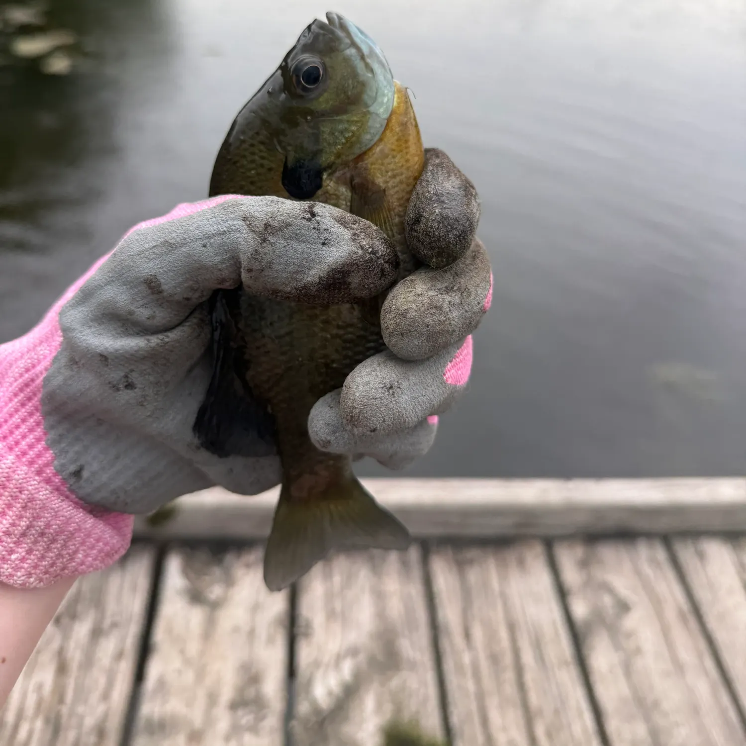 Bluegill caught on Fishbrain