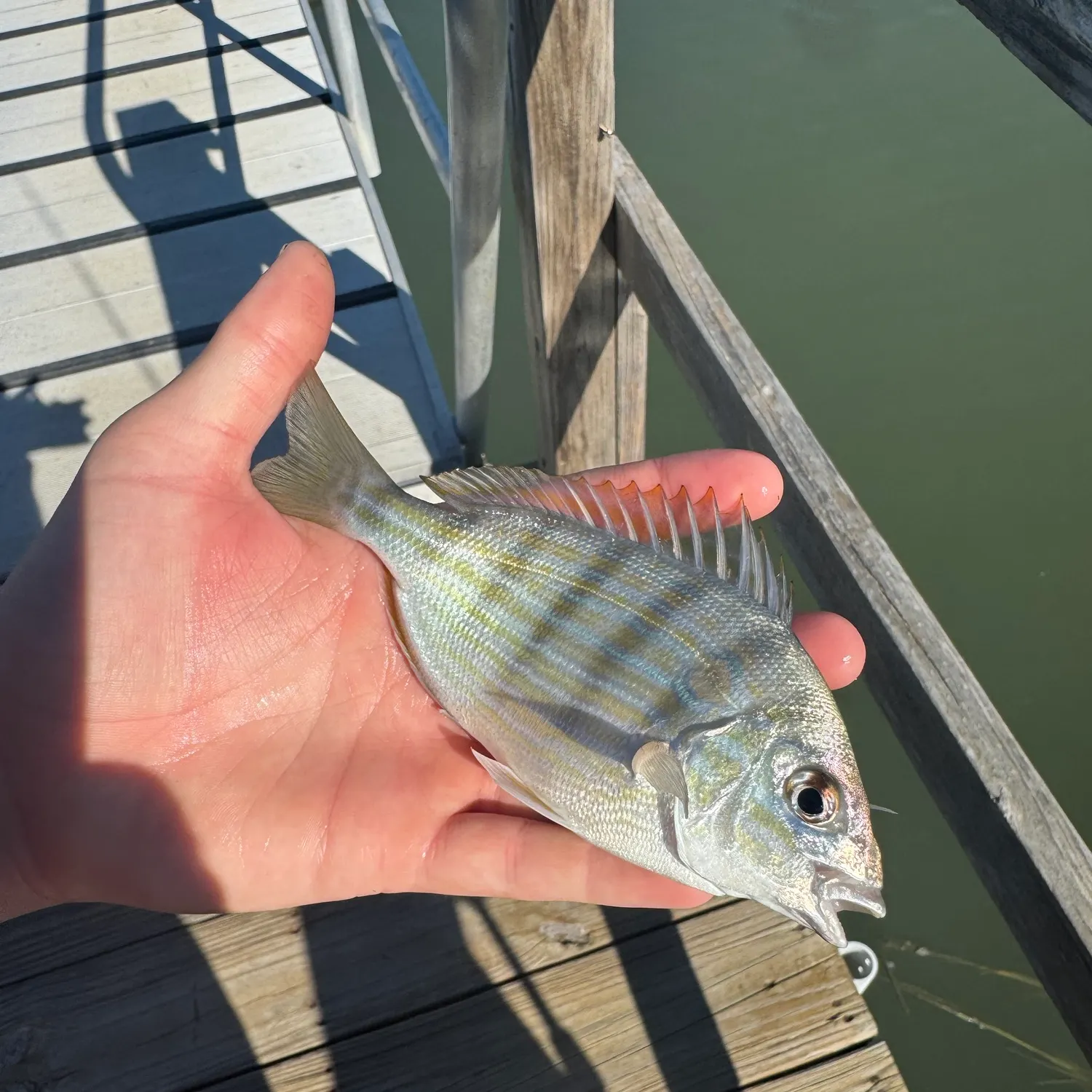 Pinfish caught on Fishbrain