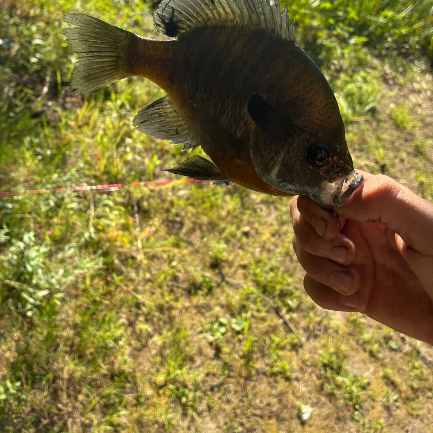 Bluegill caught on Fishbrain