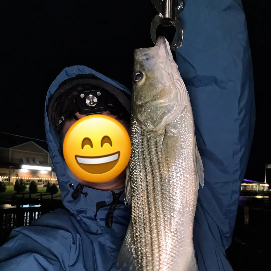 Striped bass caught on Fishbrain