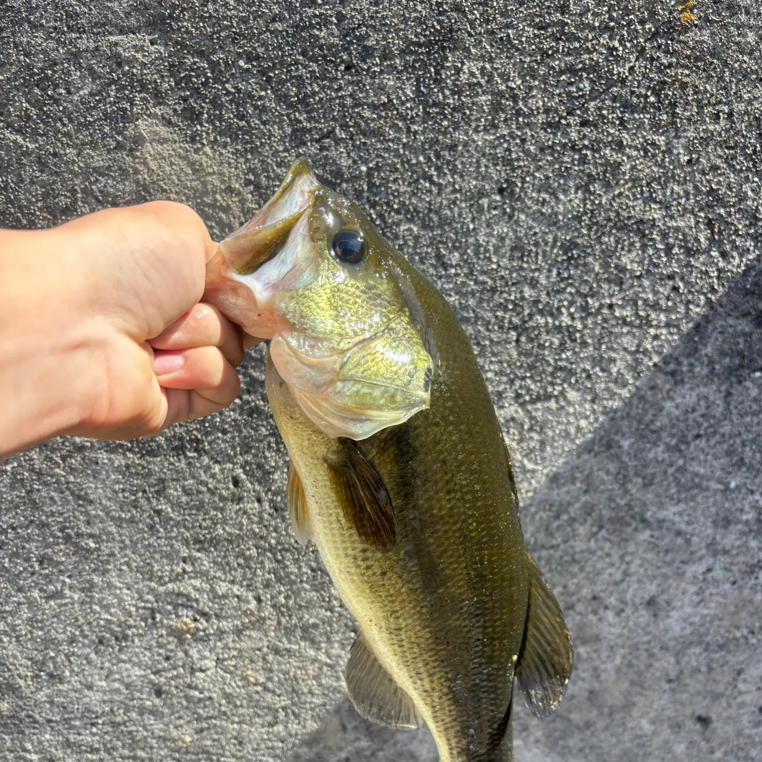 Largemouth bass caught on Fishbrain