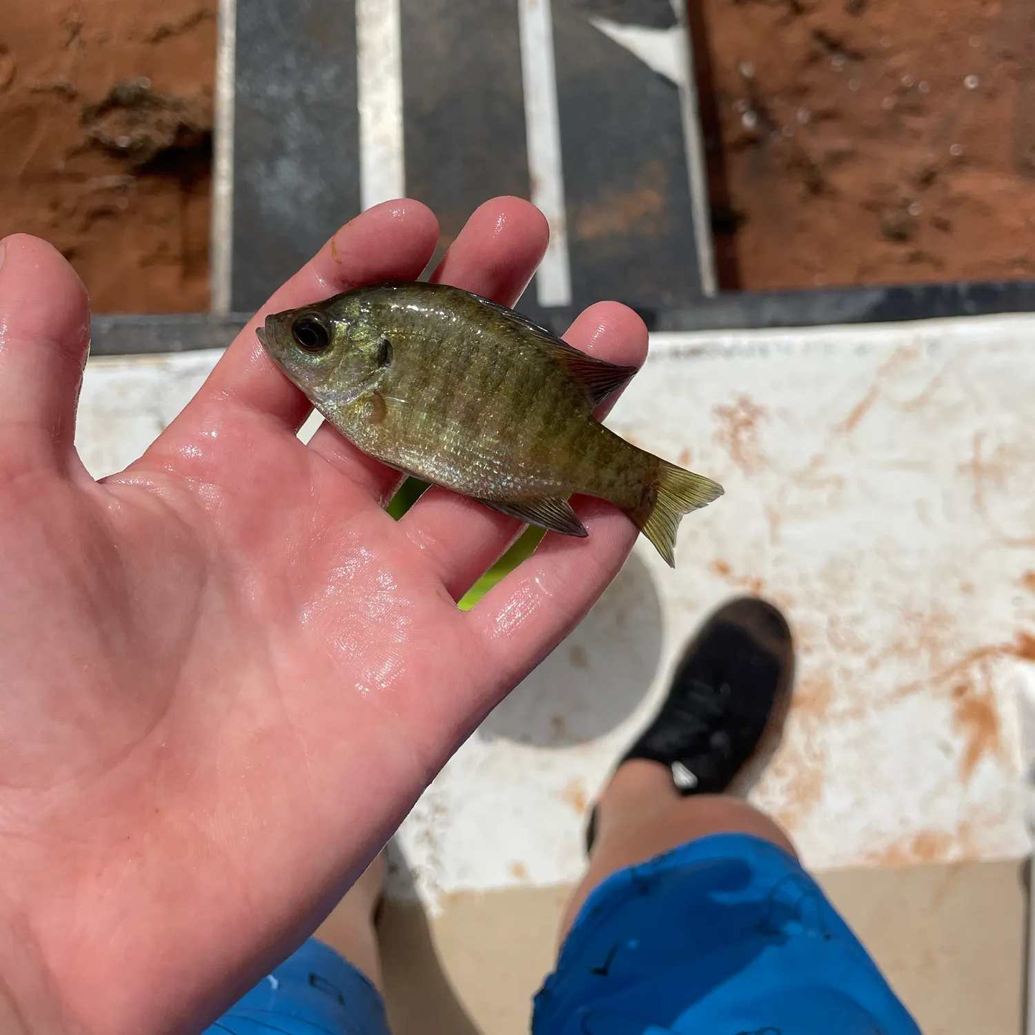 Bluegill caught on Fishbrain