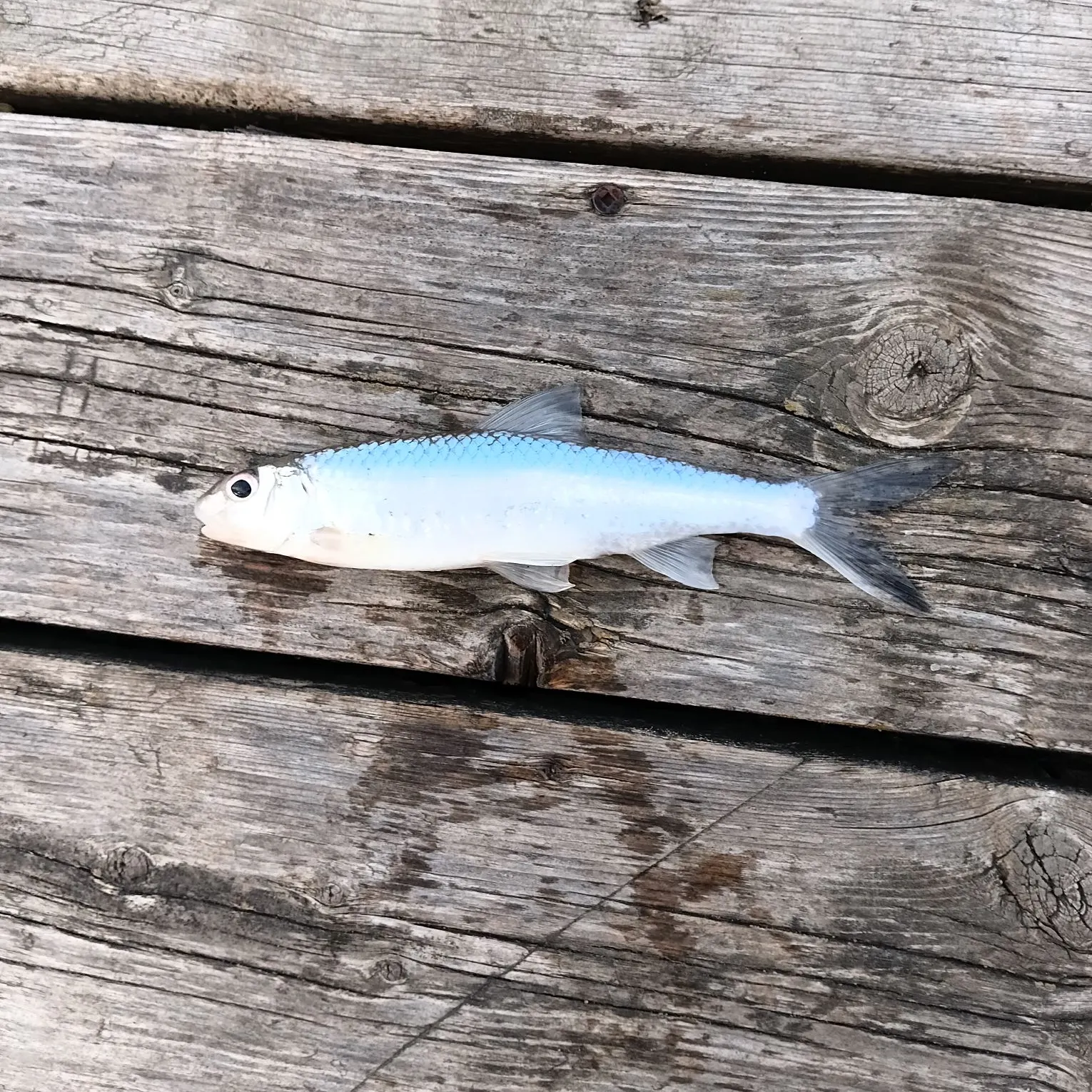 The most recent Silver chub catches on Fishbrain