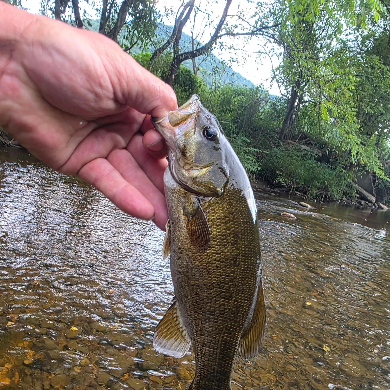 Smallmouth bass caught on Fishbrain