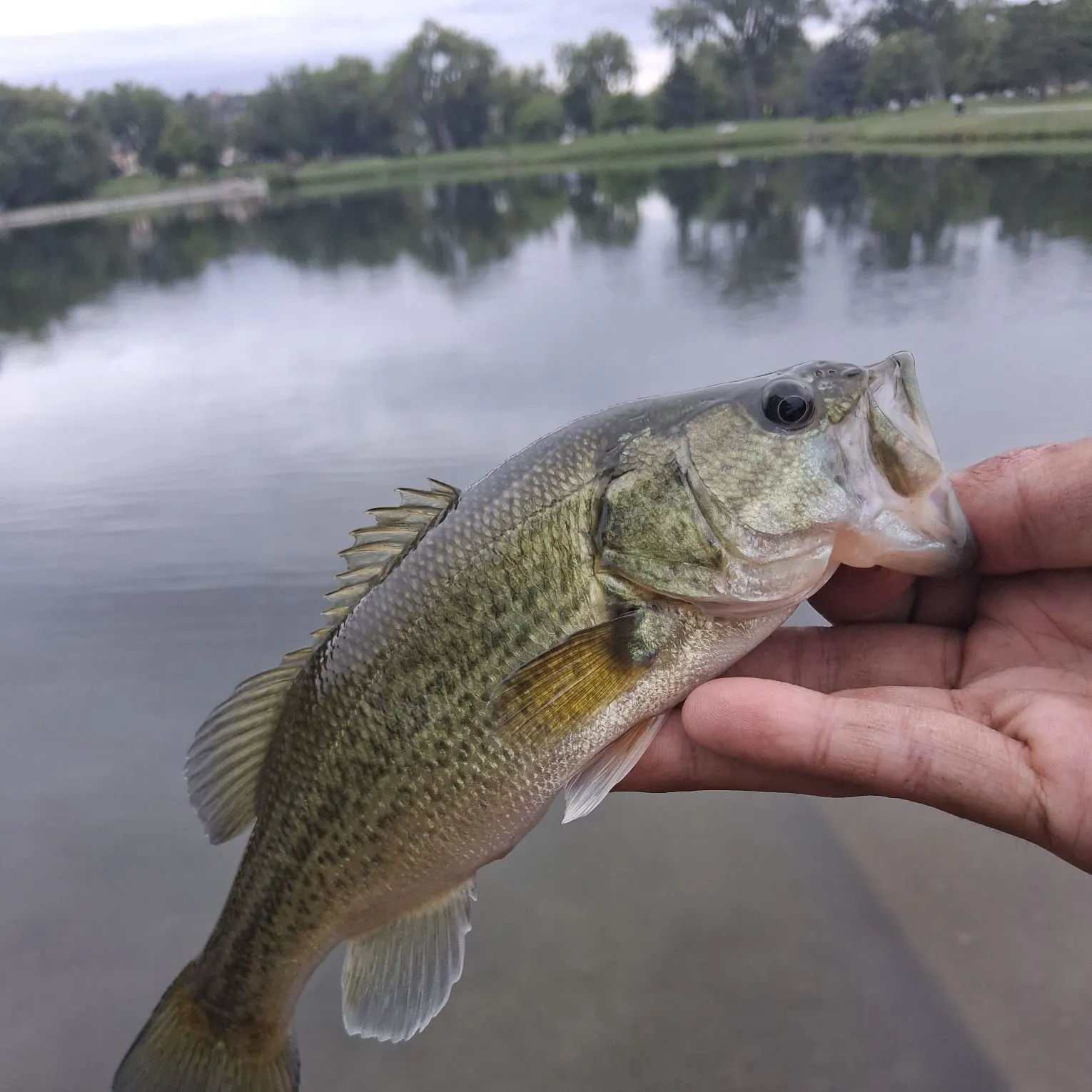 Largemouth bass caught on Fishbrain
