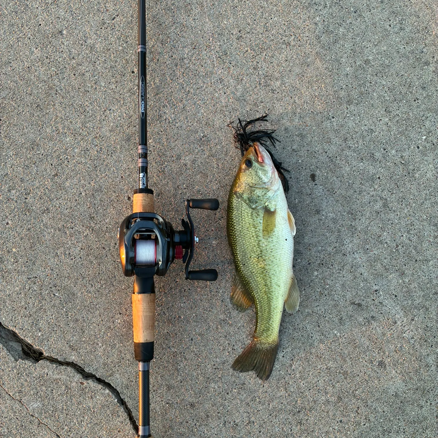 Largemouth bass caught on Fishbrain