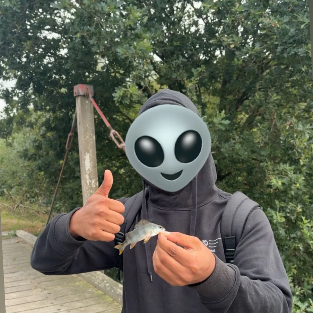 European perch caught on Fishbrain