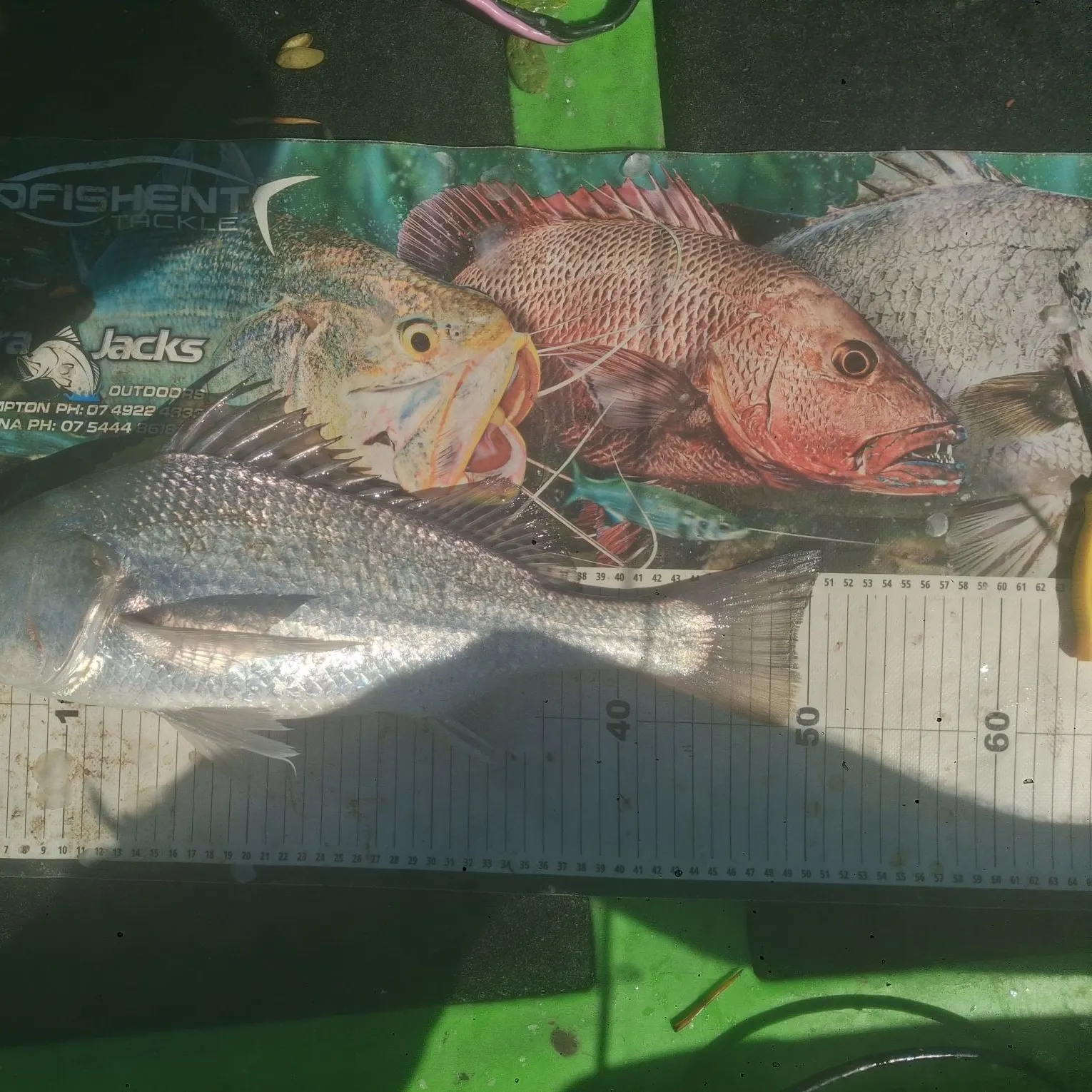 The most recent Javelin grunter catches on Fishbrain