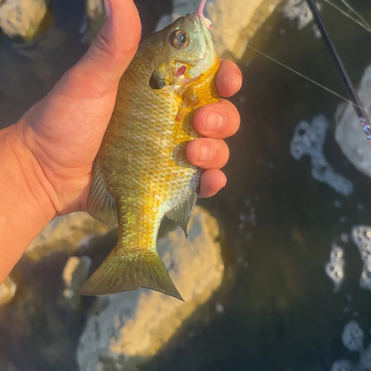 Bluegill caught on Fishbrain