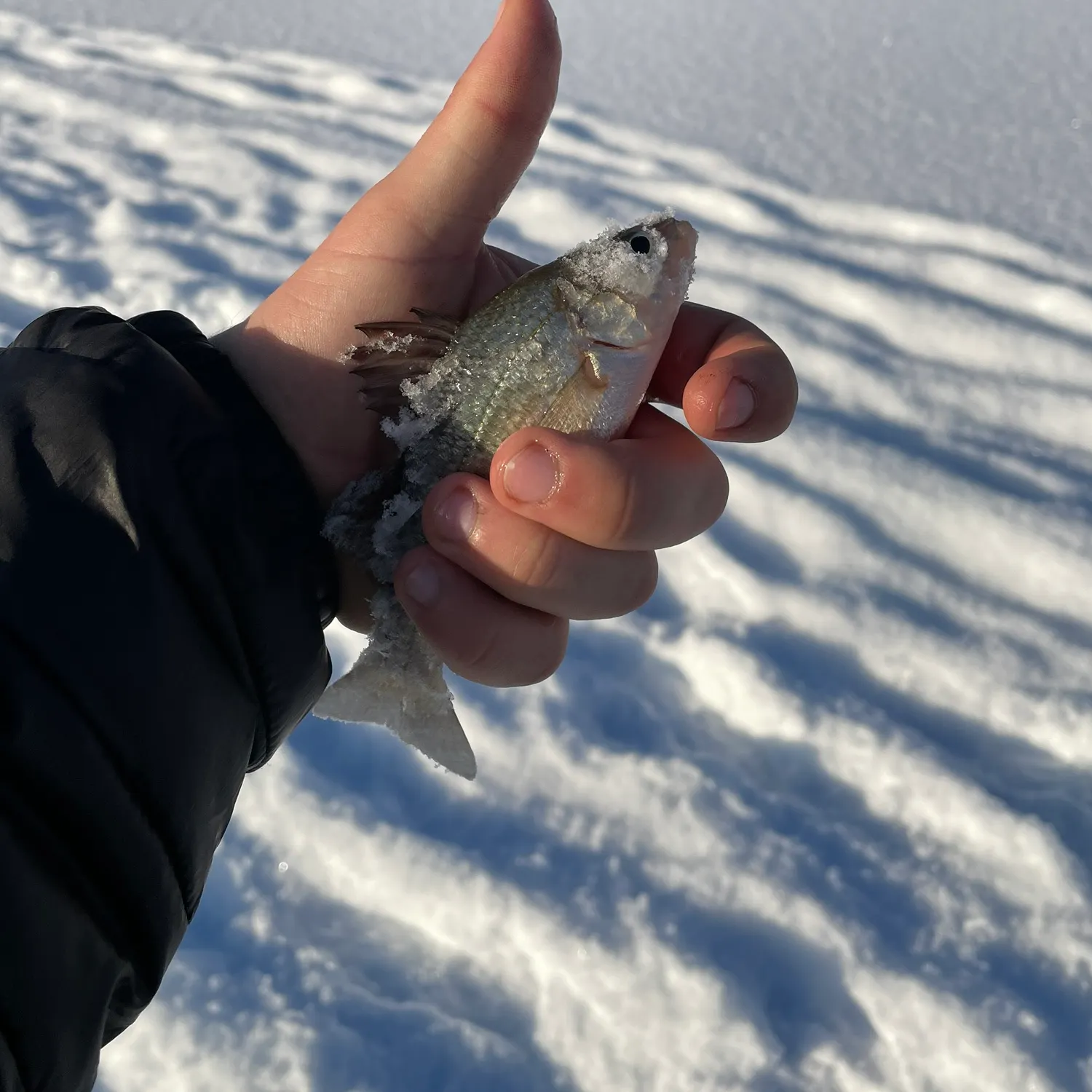 The most recent White perch catches on Fishbrain