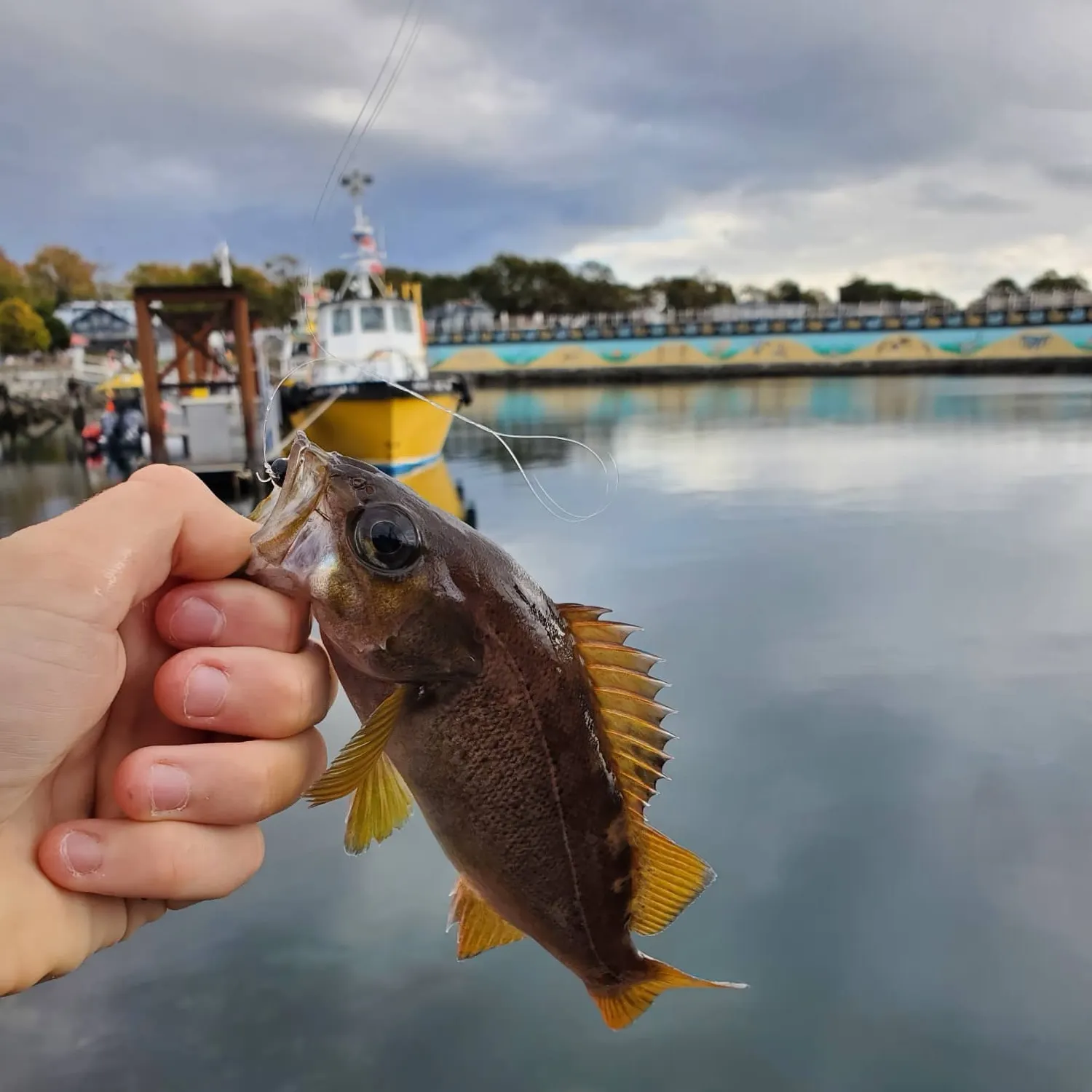 Yellowtail rockfish caught on Fishbrain