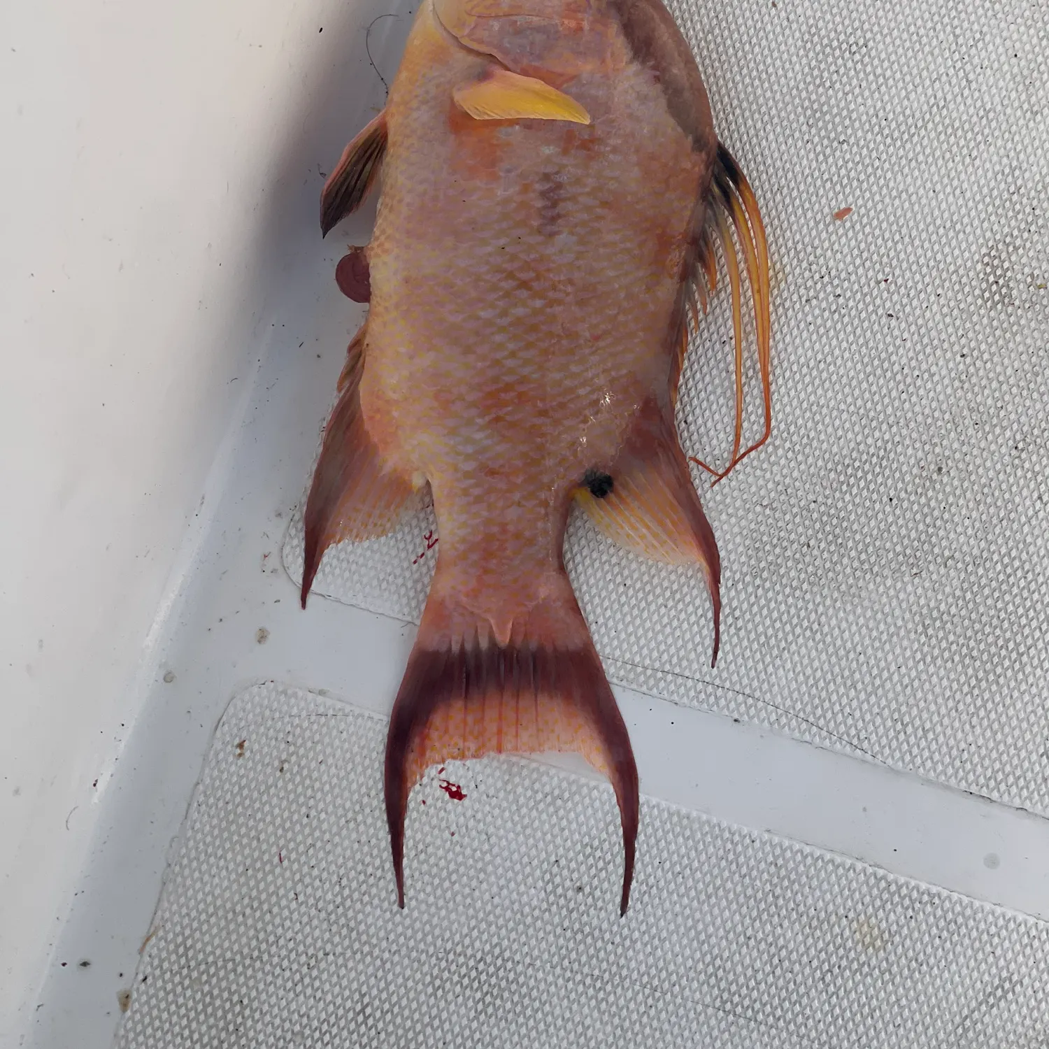The most recent Hogfish catches on Fishbrain