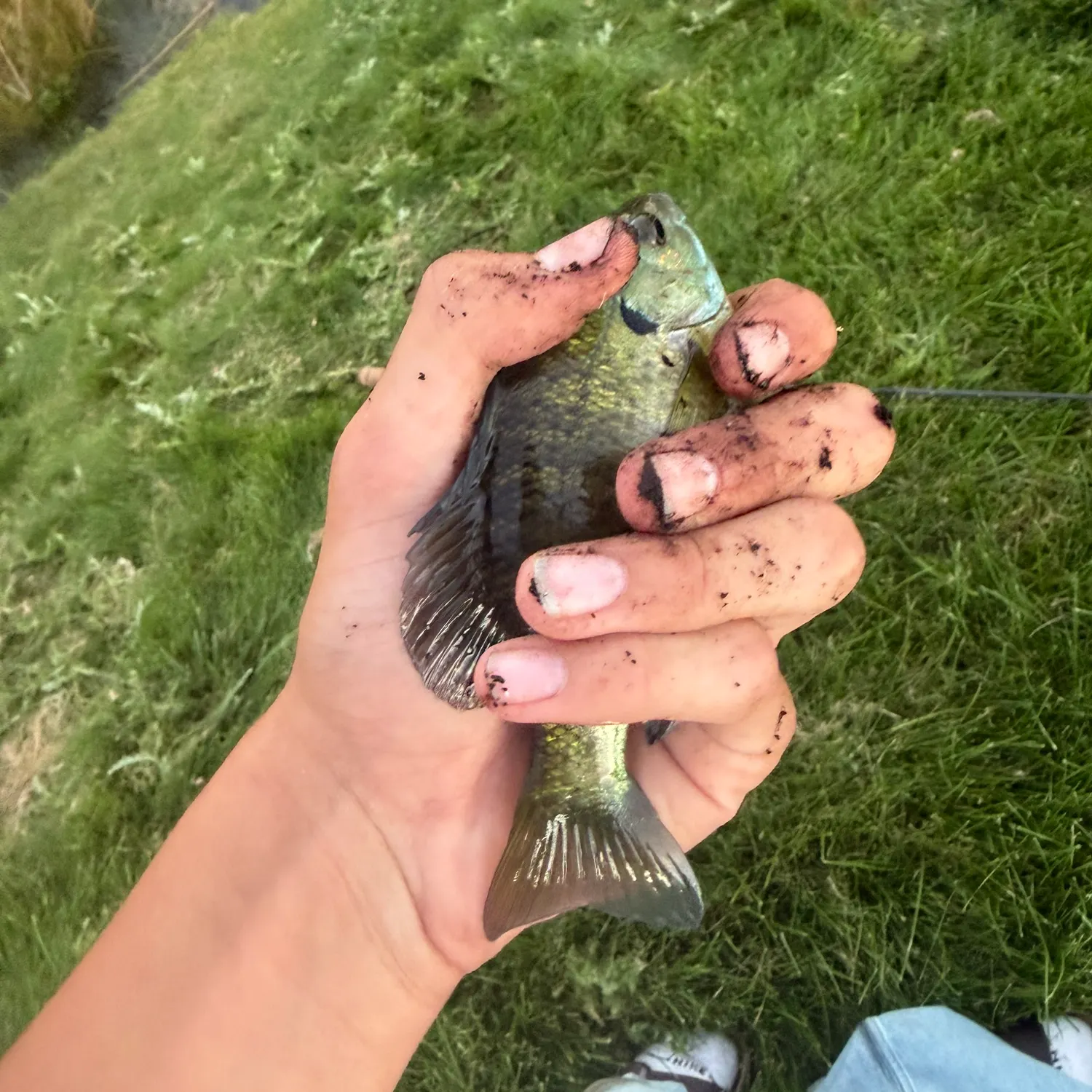 Bluegill caught on Fishbrain