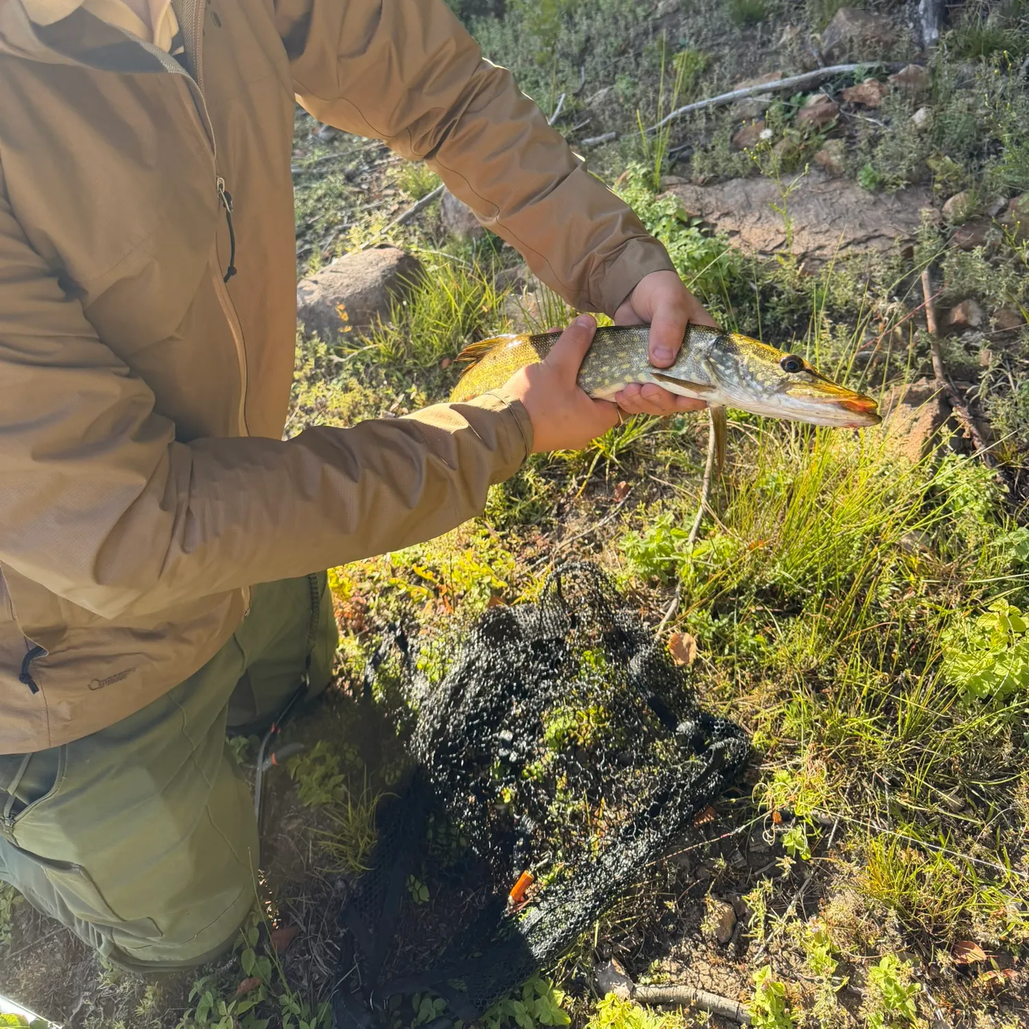 Northern pike caught on Fishbrain