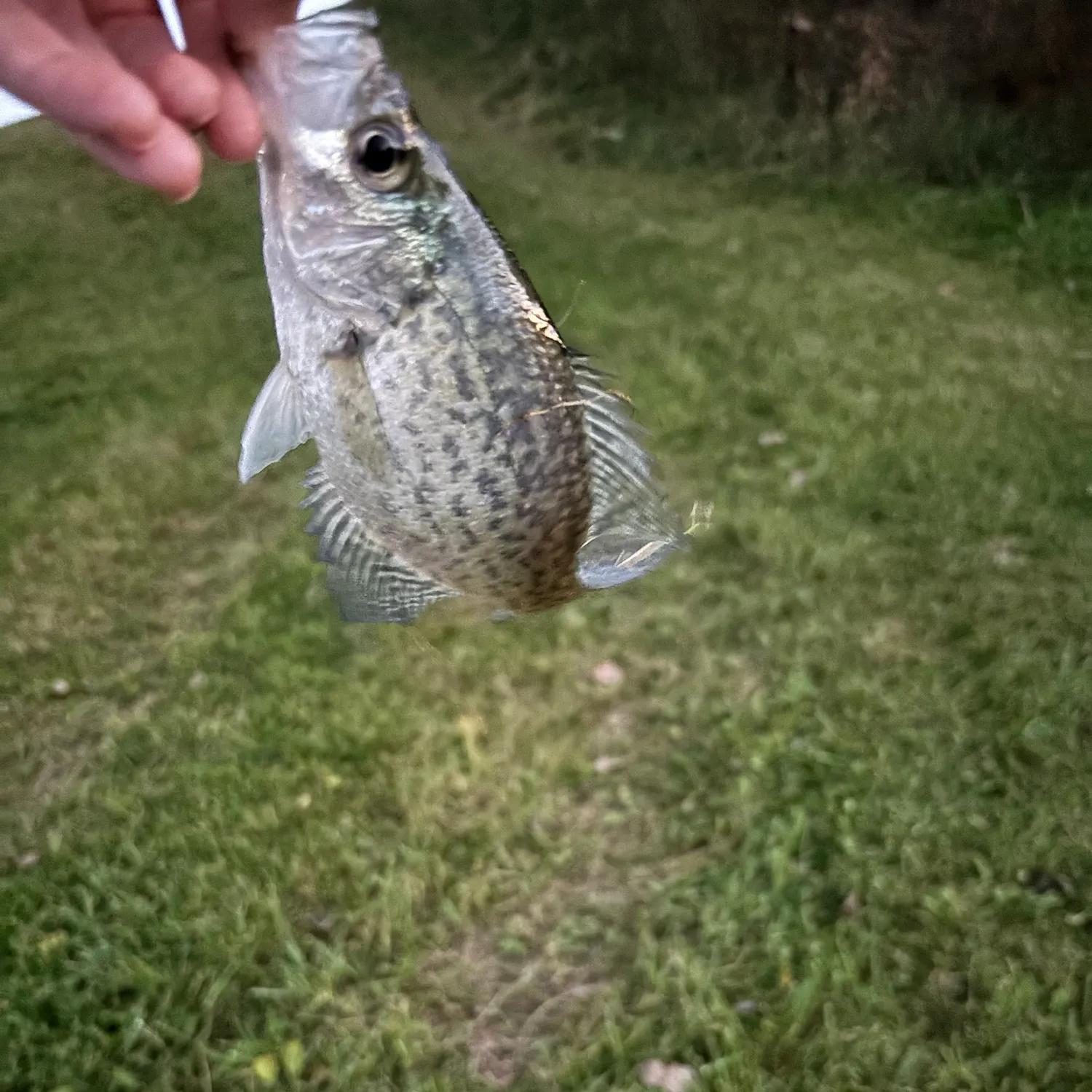 Black crappie caught on Fishbrain