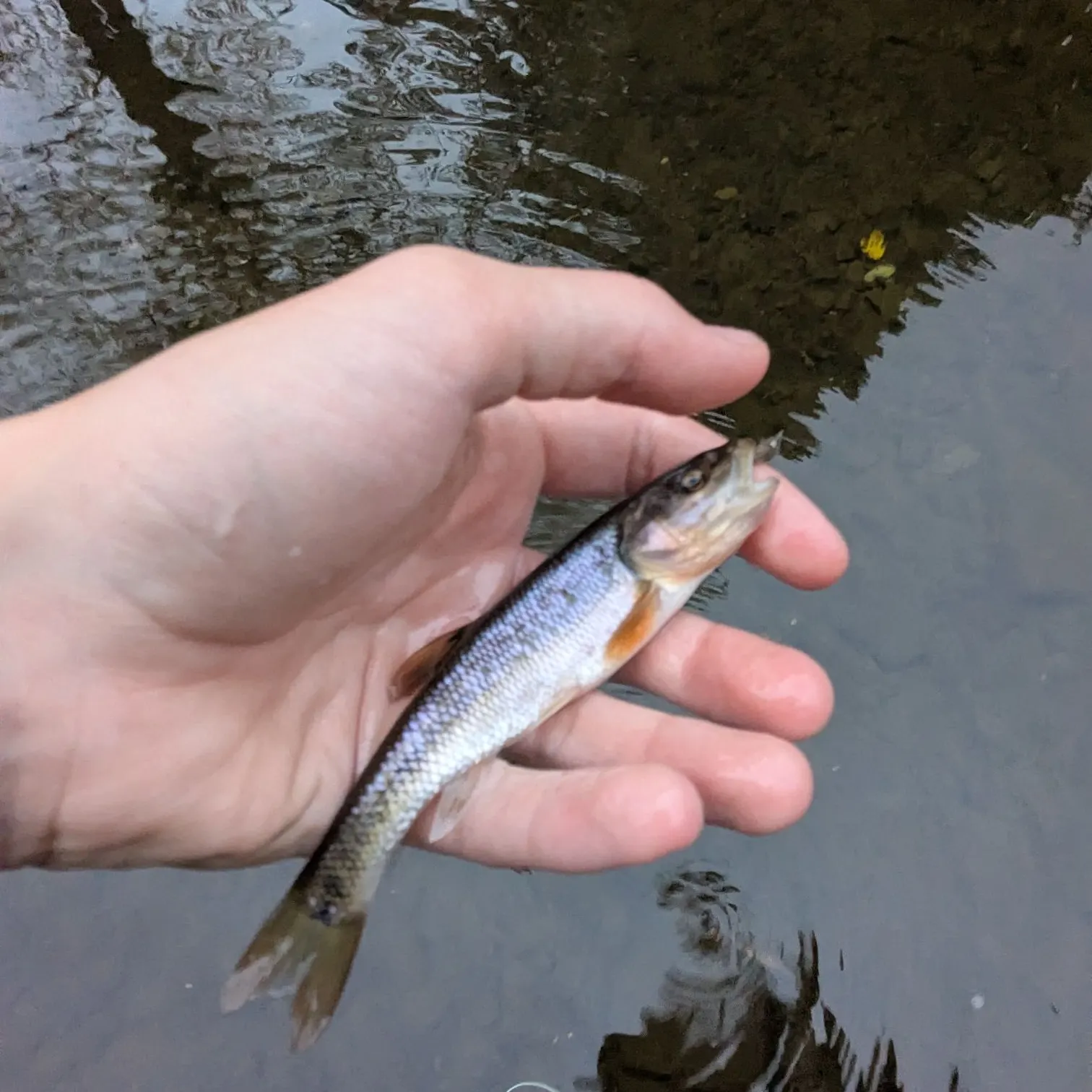 Creek chub caught on Fishbrain