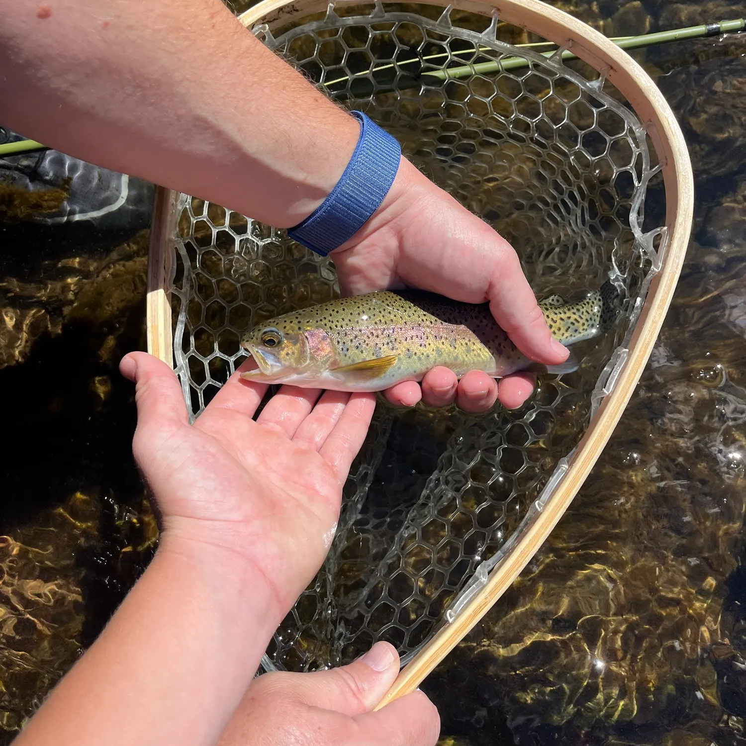 Rainbow trout caught on Fishbrain