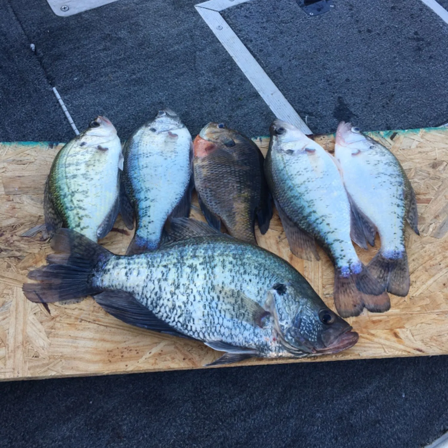 recently logged catches