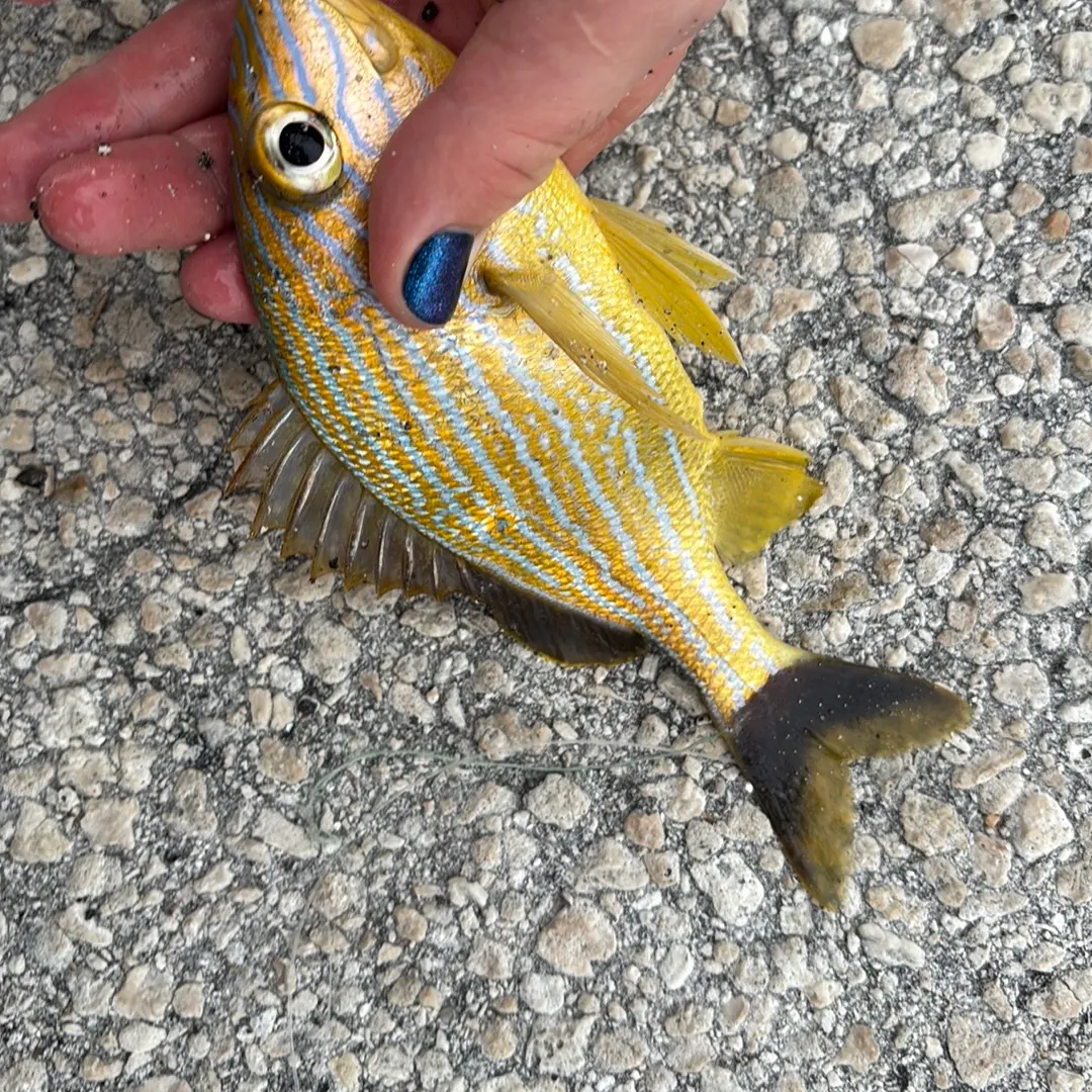 The most recent Common bluestripe snapper catches on Fishbrain