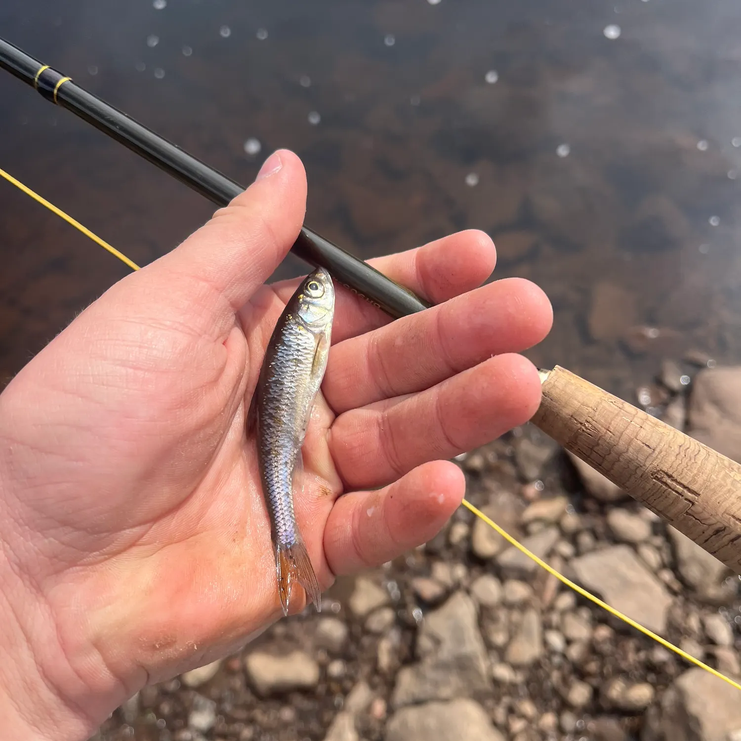 Common shiner caught on Fishbrain