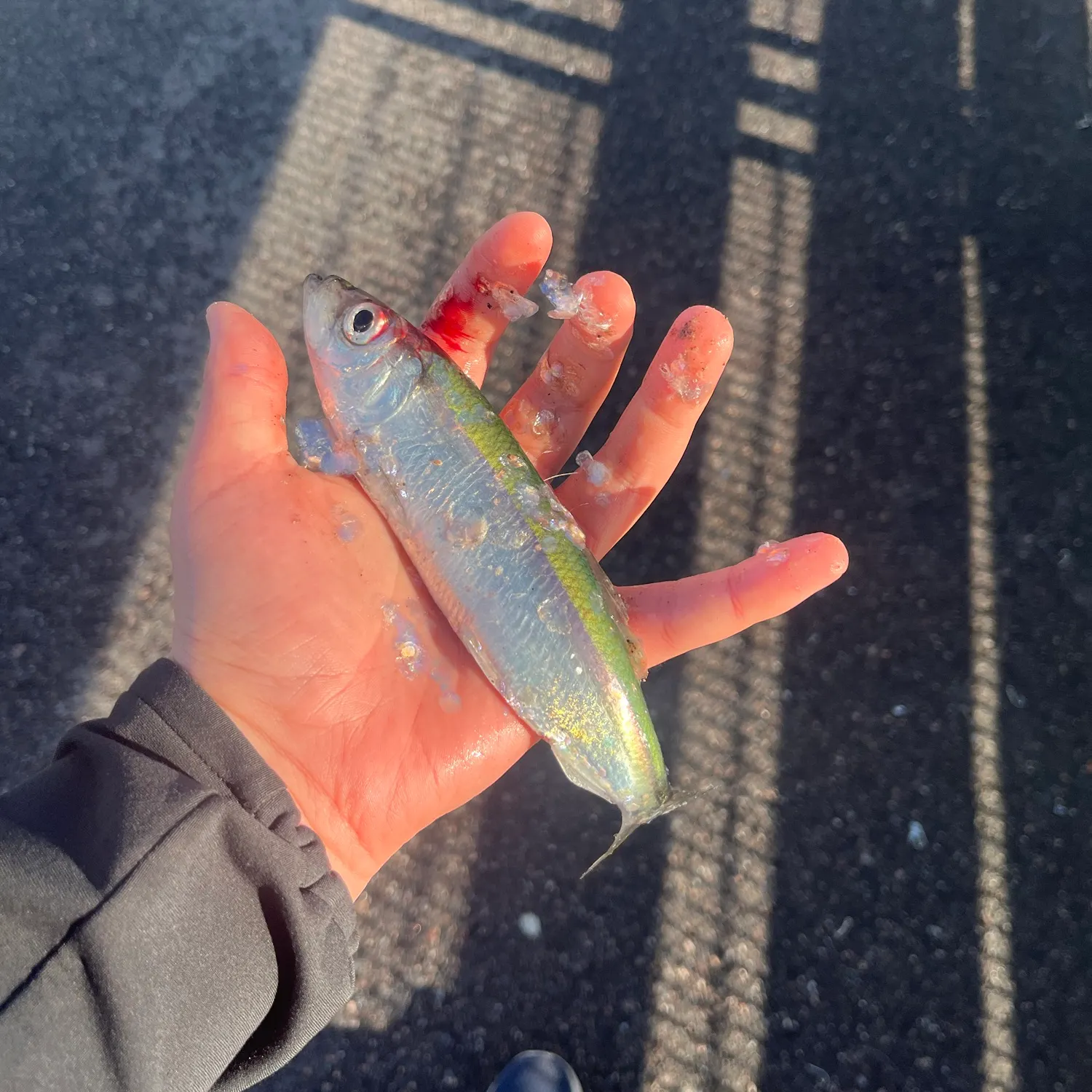 The most recent Atlantic herring catches on Fishbrain