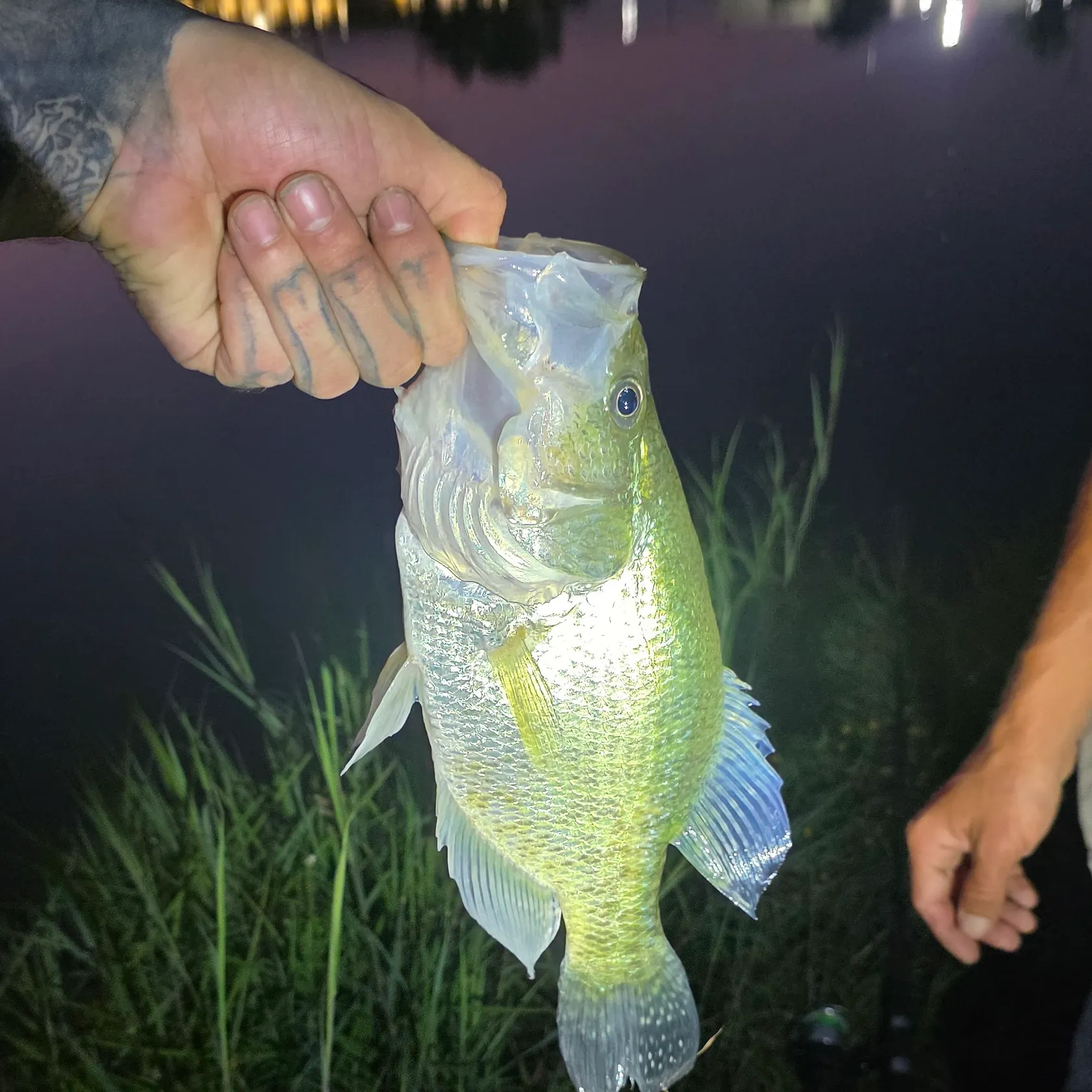 The most recent White crappie catches on Fishbrain