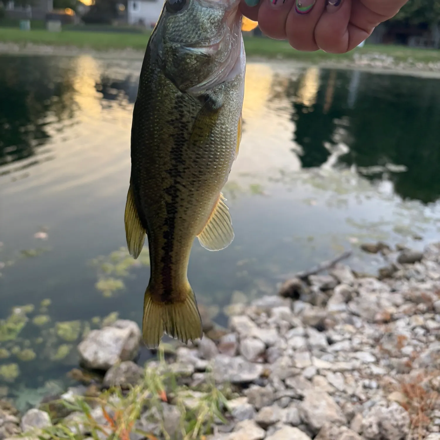 Largemouth bass caught on Fishbrain