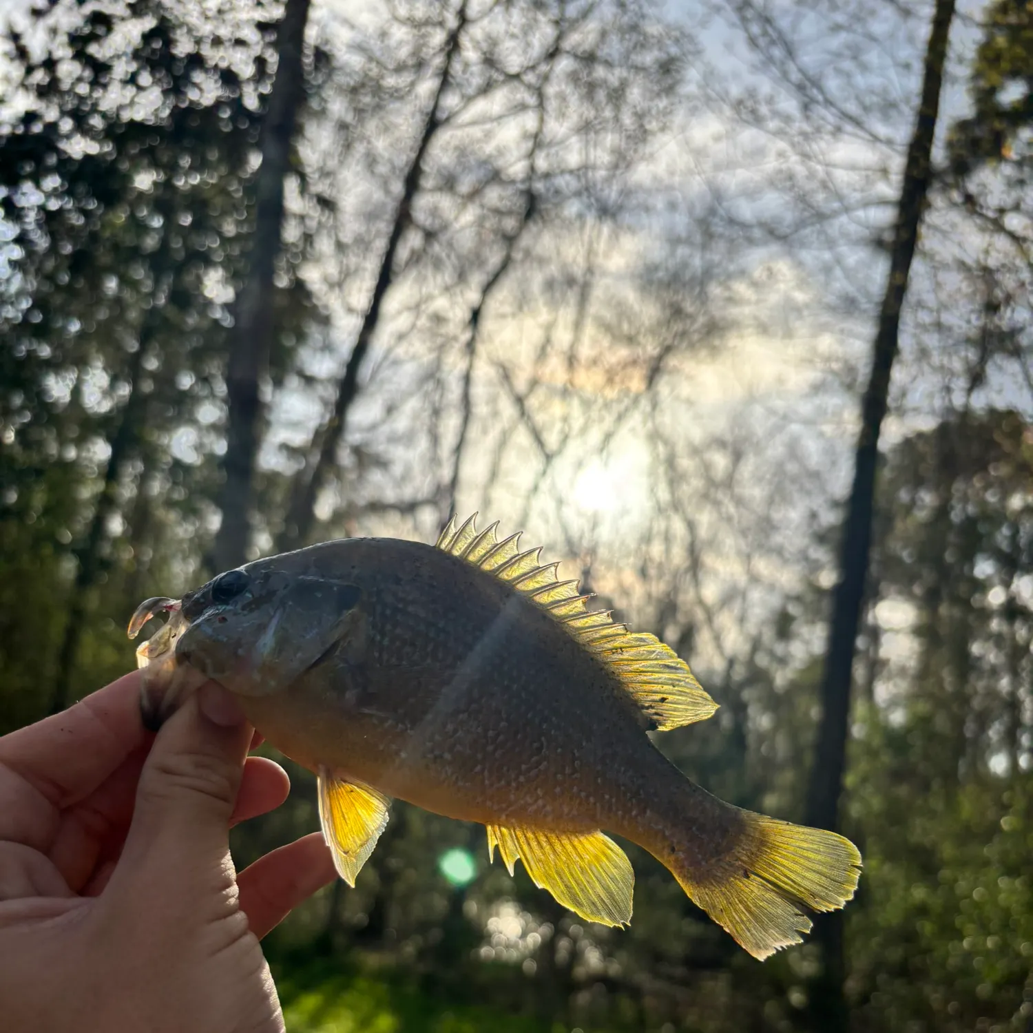 Green sunfish caught on Fishbrain