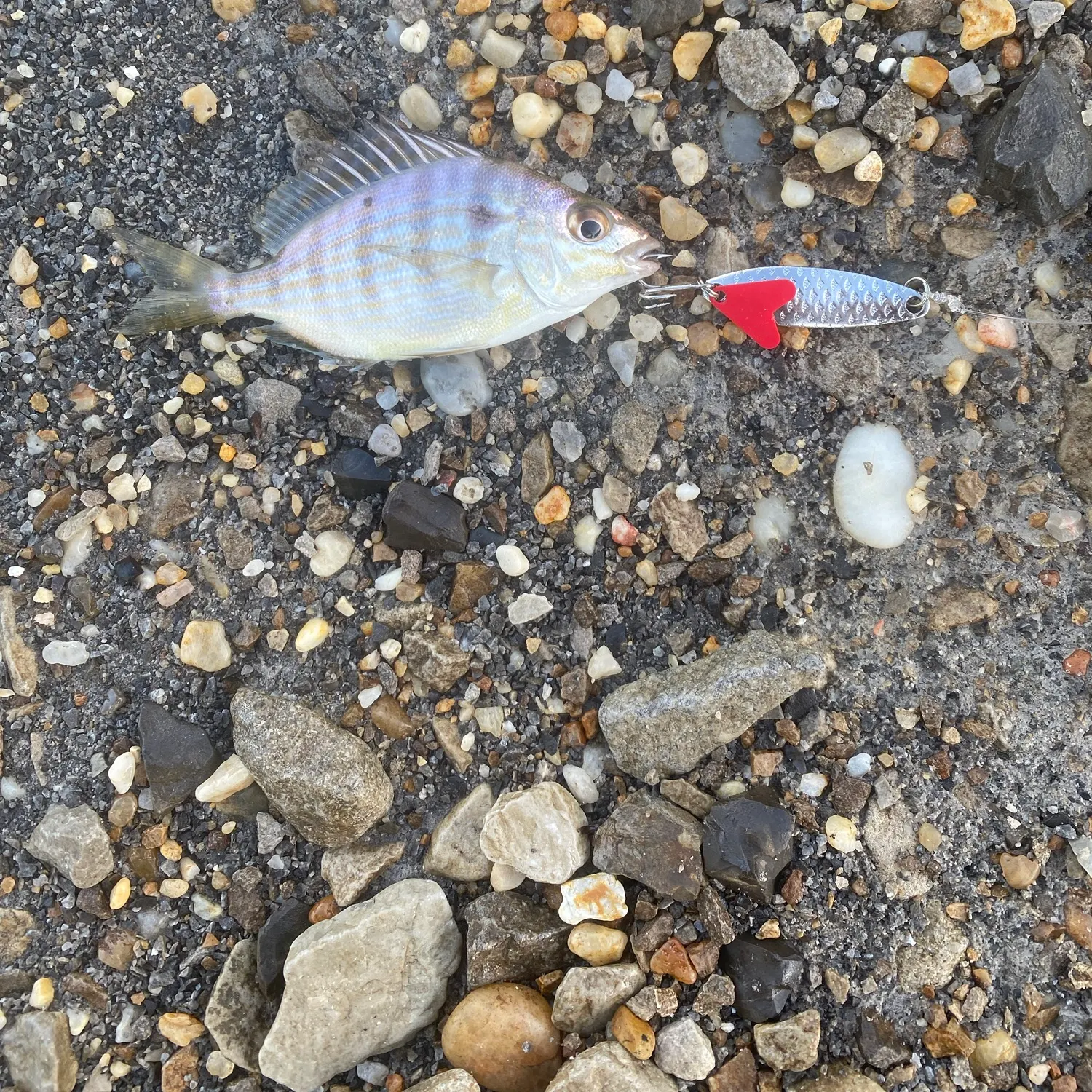 Pinfish caught on Fishbrain