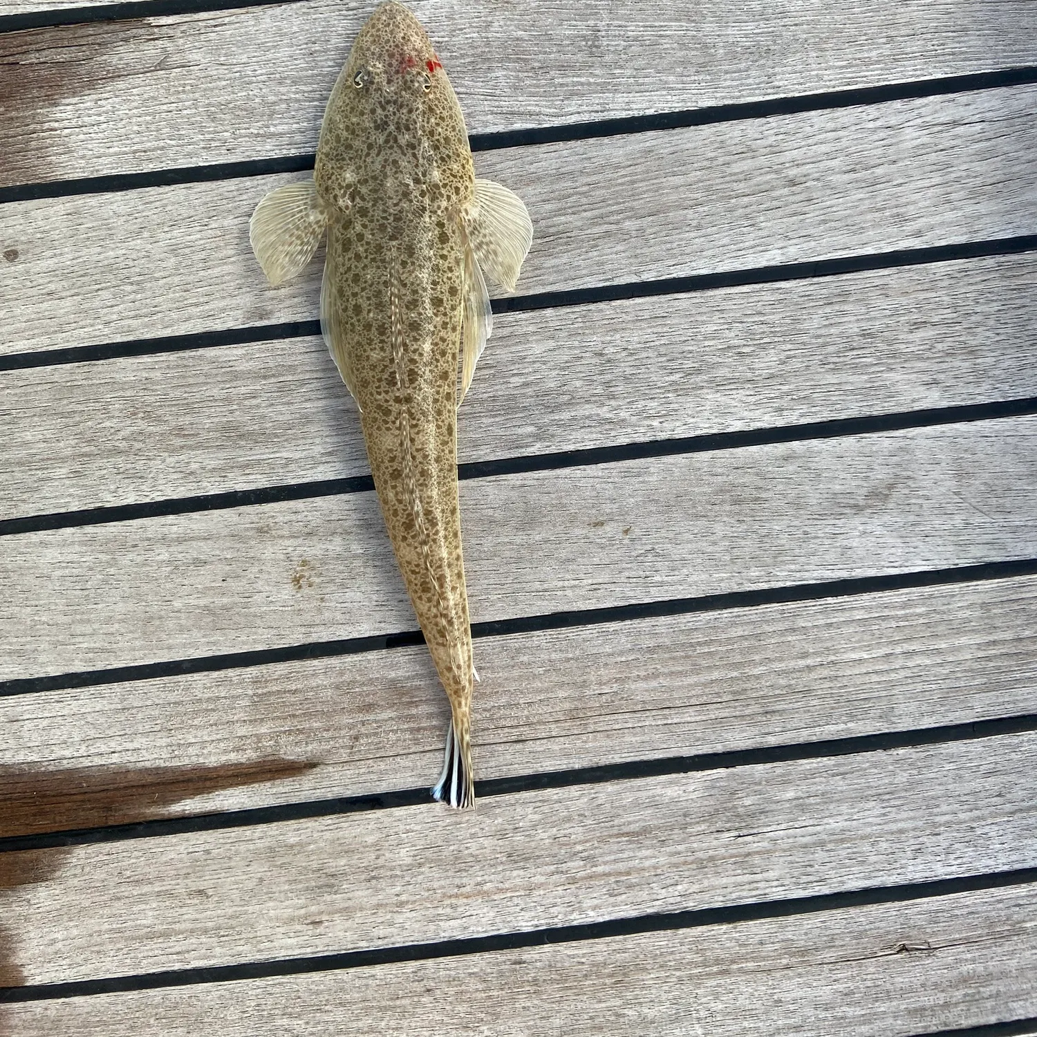 The most recent Bartail flathead catches on Fishbrain