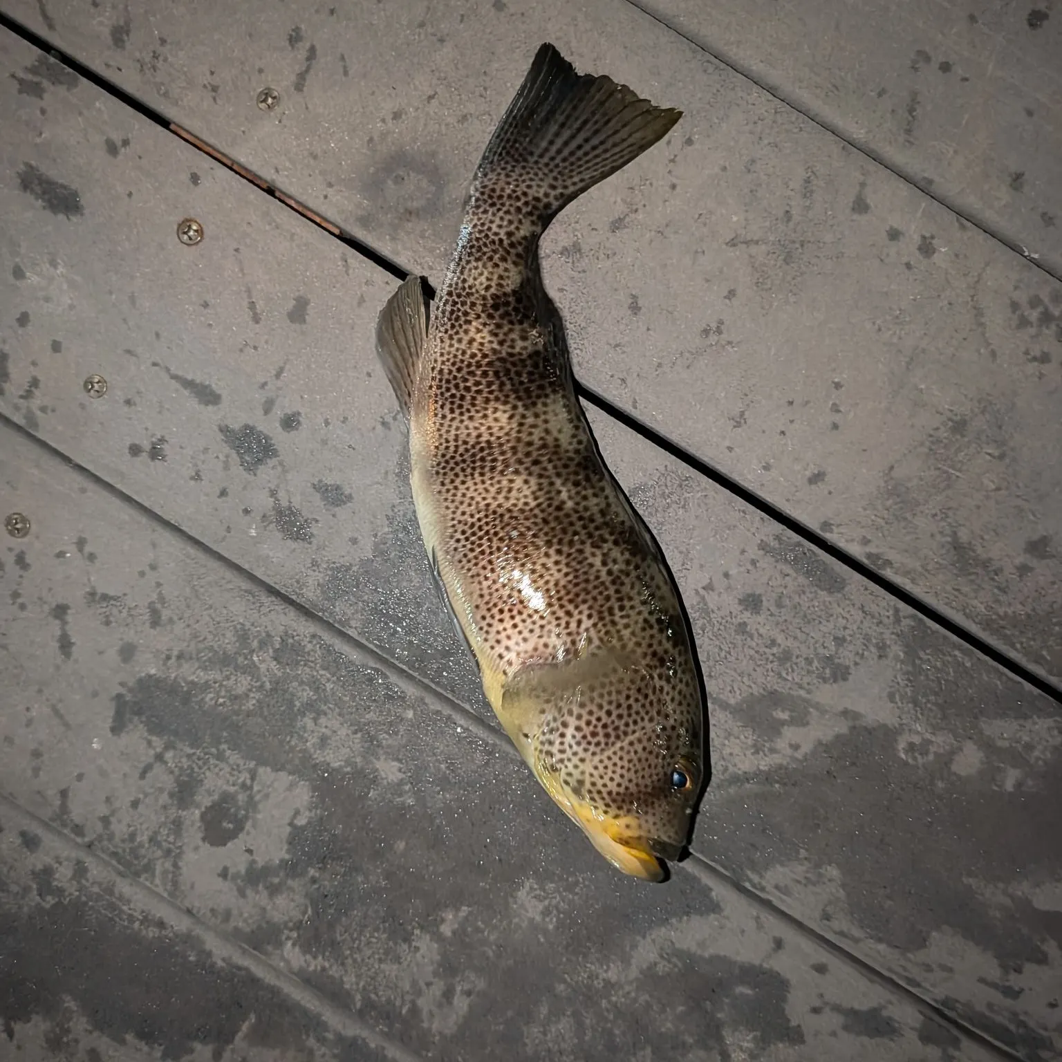 Spotted sand bass caught on Fishbrain
