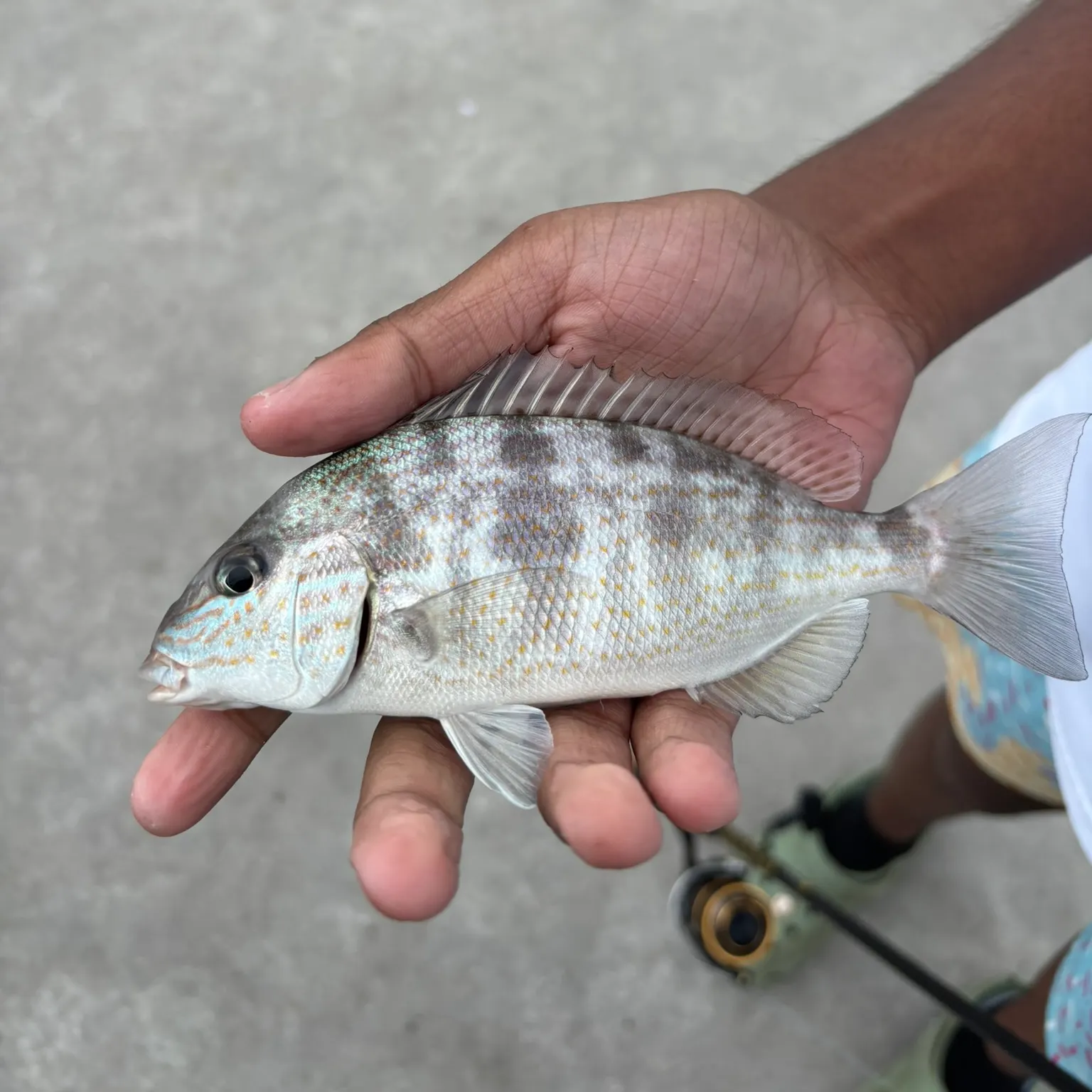 The most recent Pigfish catches on Fishbrain