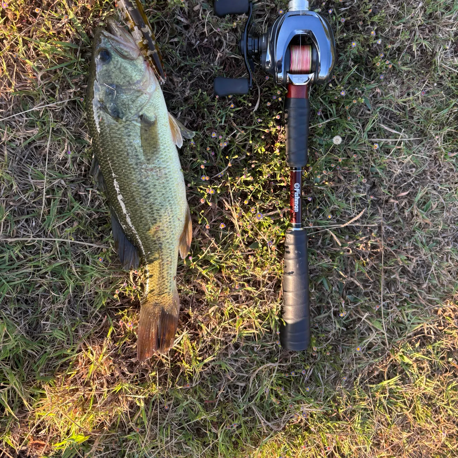 Largemouth bass caught on Fishbrain