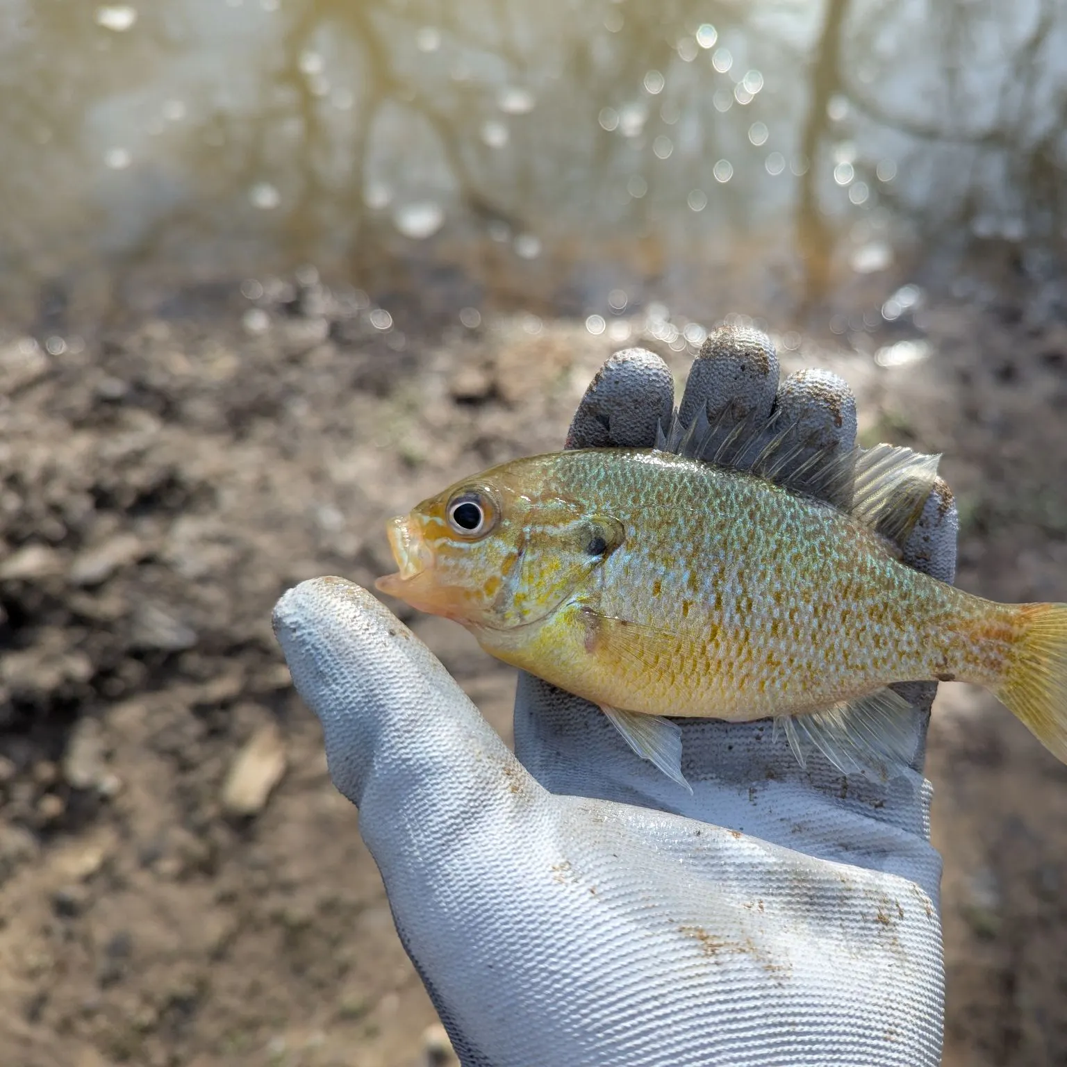 The most recent Redbreast sunfish catches on Fishbrain