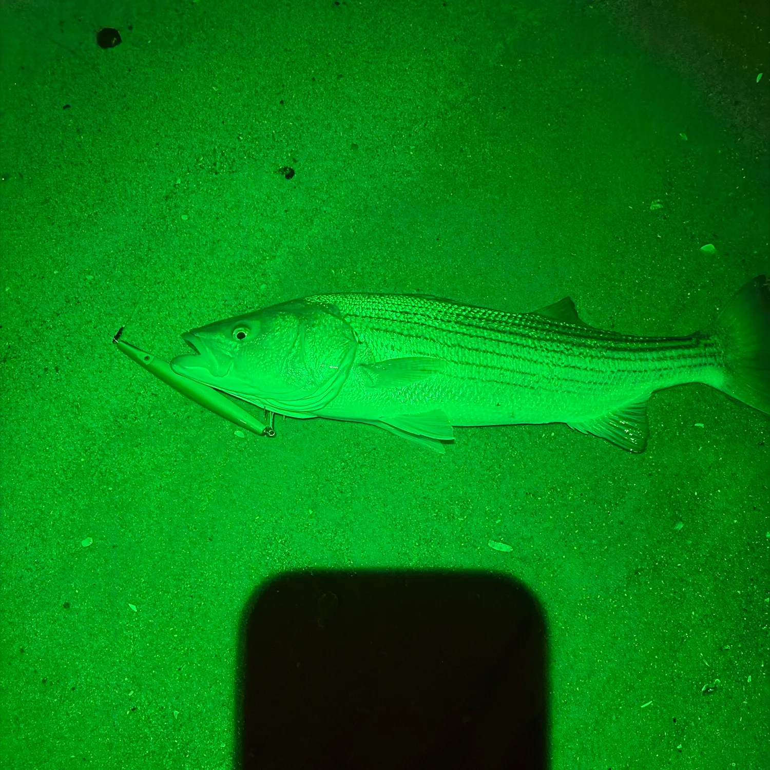 Striped bass caught on Fishbrain