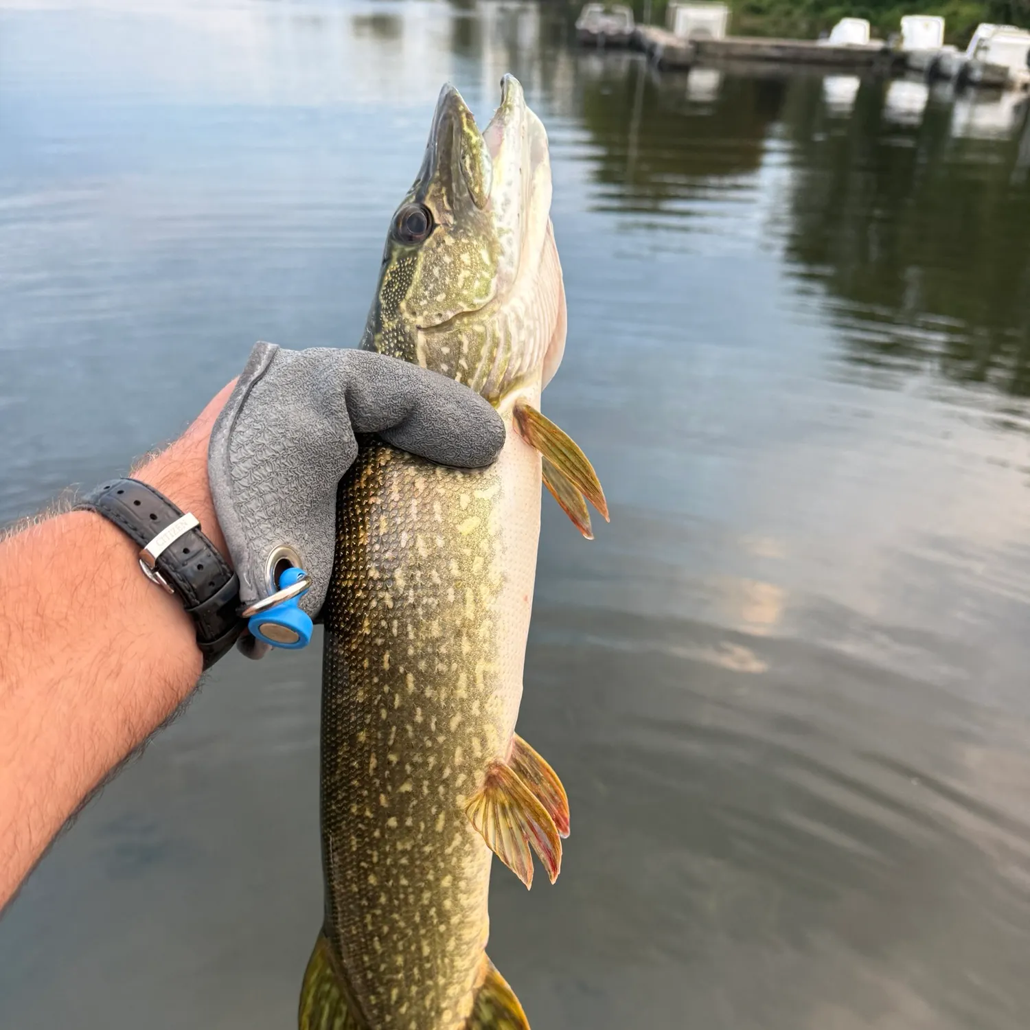 Northern pike caught on Fishbrain