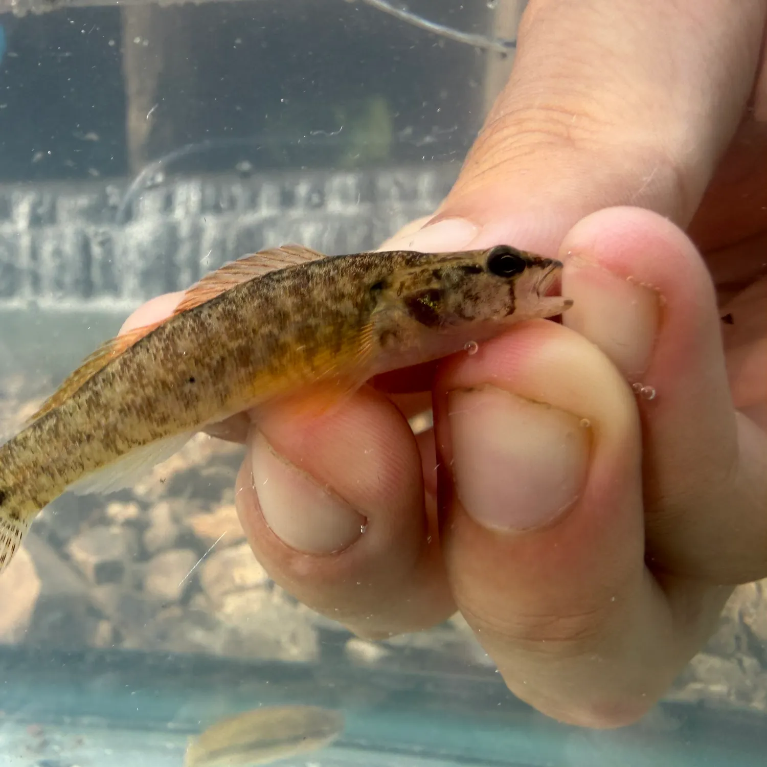 The most recent Blackfin darter catches on Fishbrain