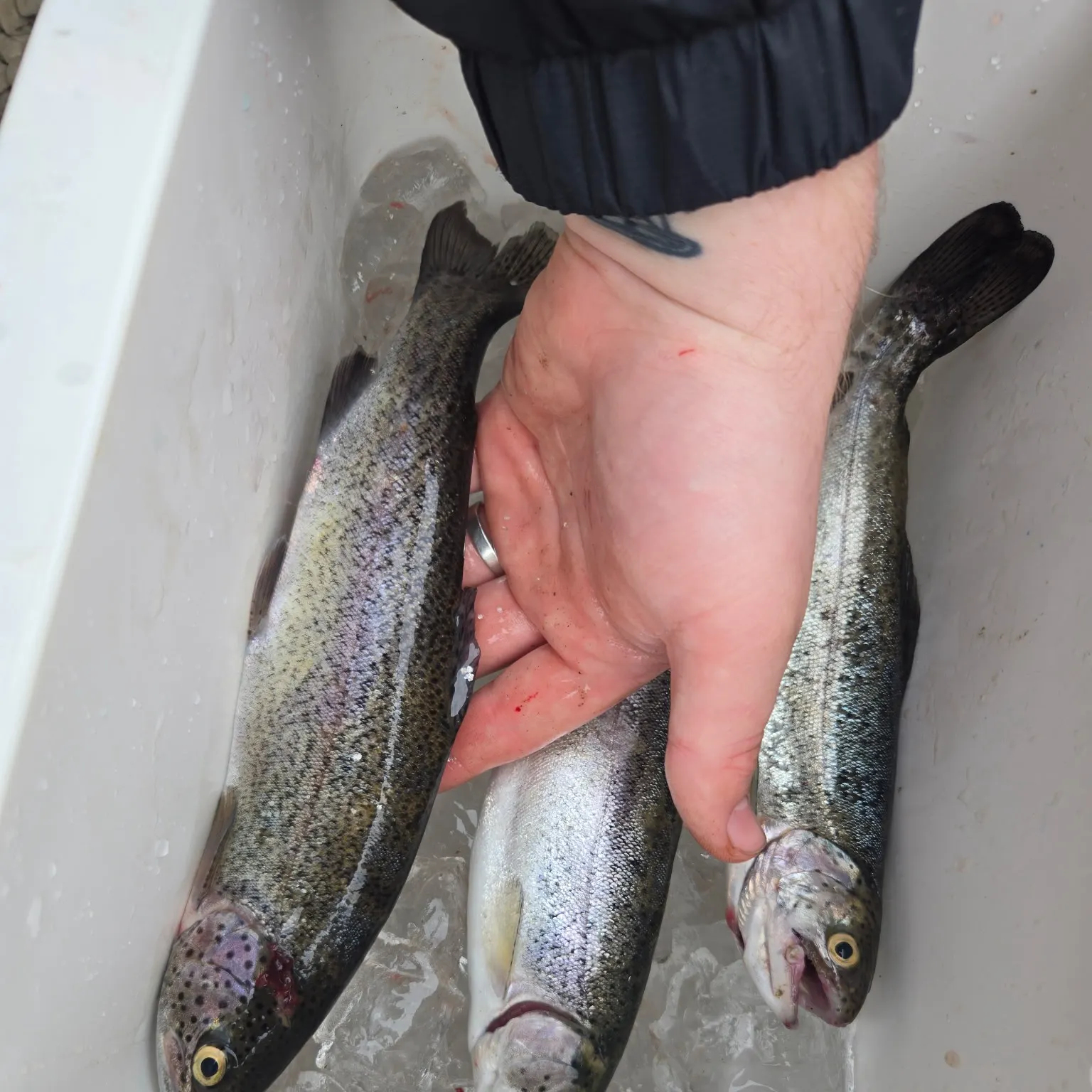 recently logged catches