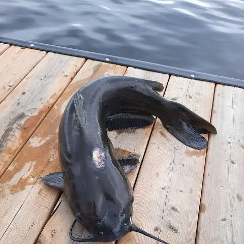 Channel catfish caught on Fishbrain