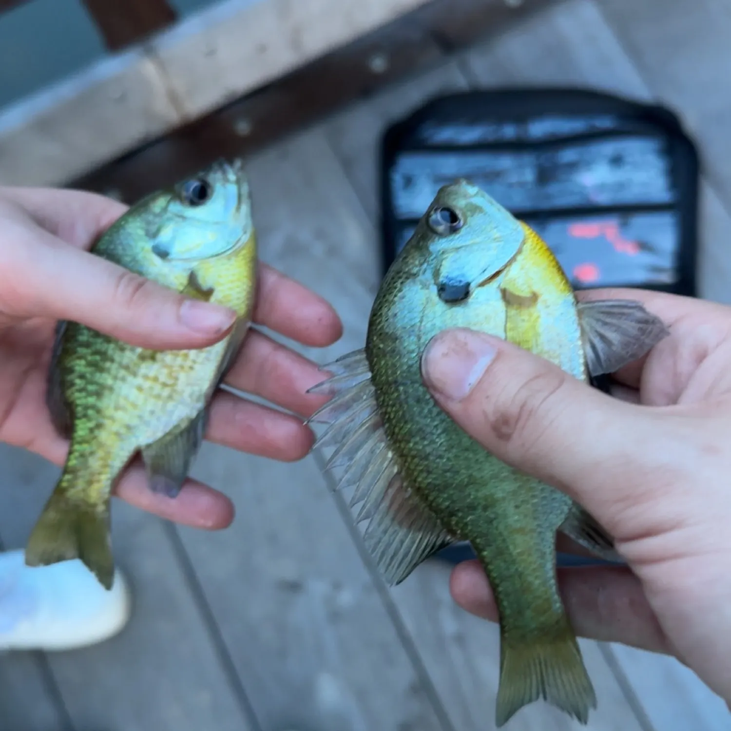 recently logged catches