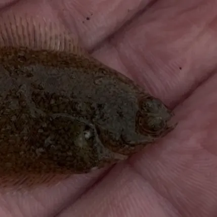 The most recent Winter flounder catches on Fishbrain
