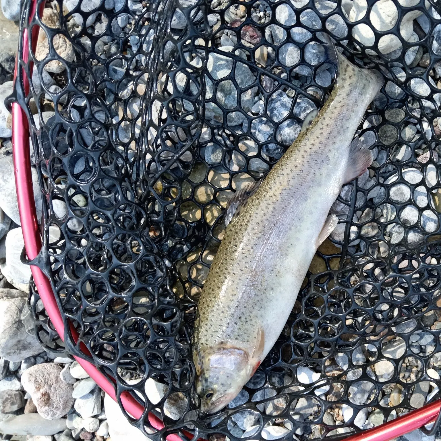 Rainbow trout caught on Fishbrain