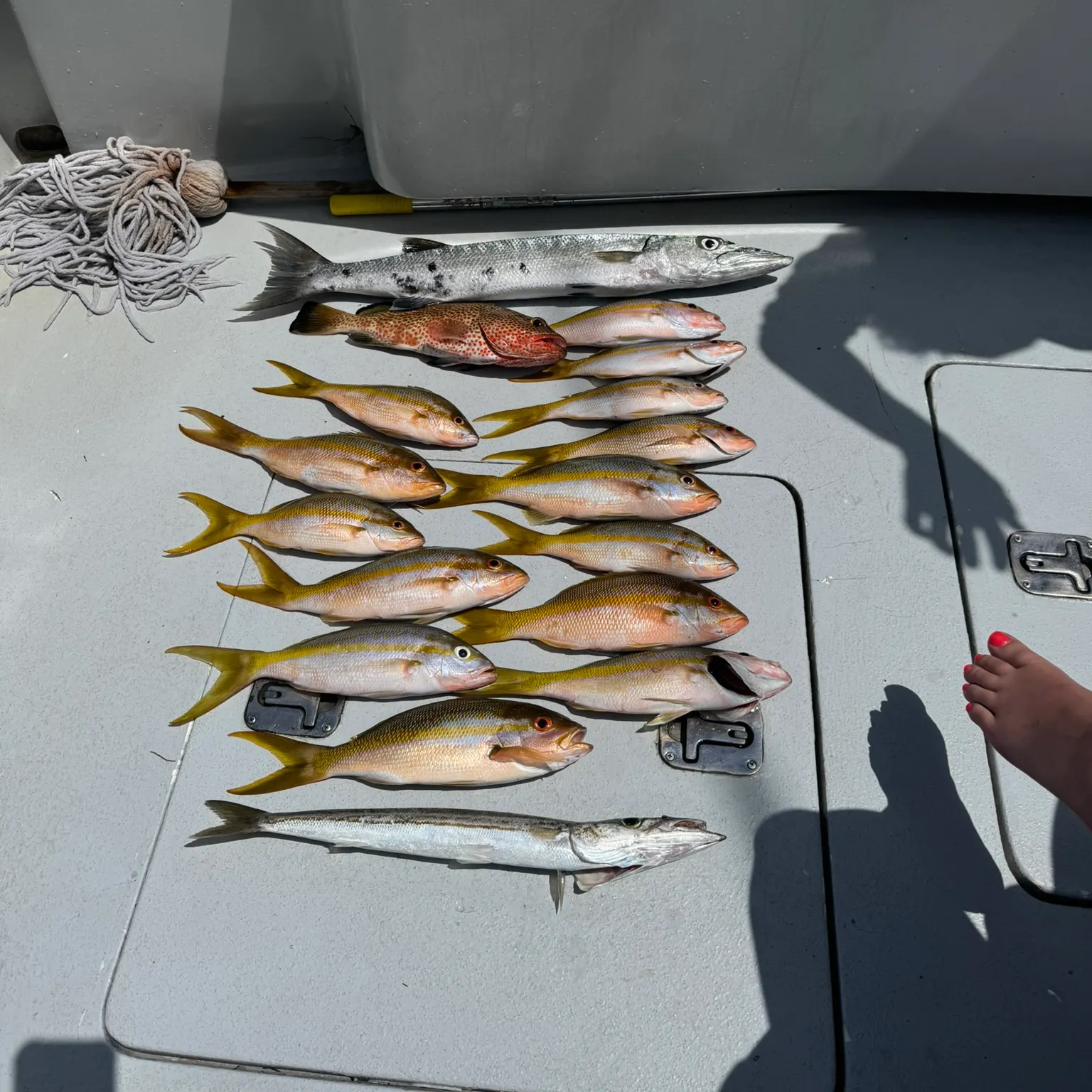 recently logged catches