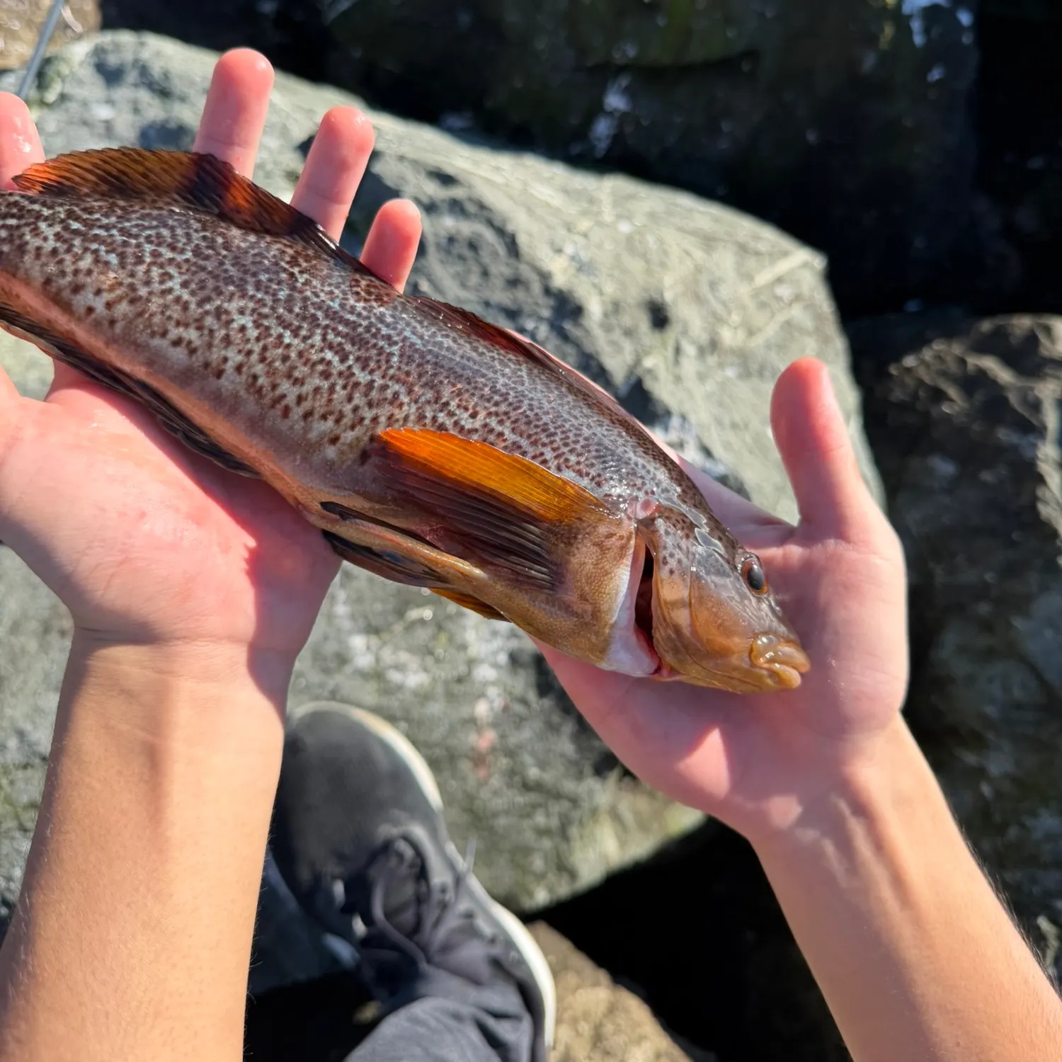 The most recent Kelp greenling catches on Fishbrain