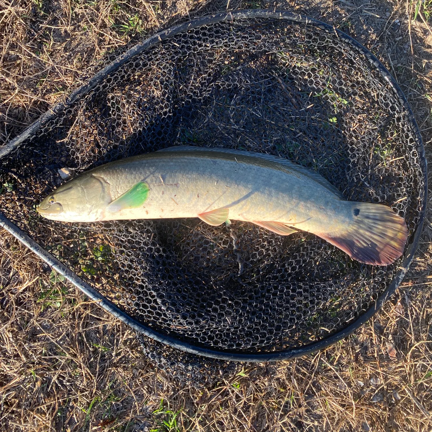 The most recent Eyetail bowfin catches on Fishbrain