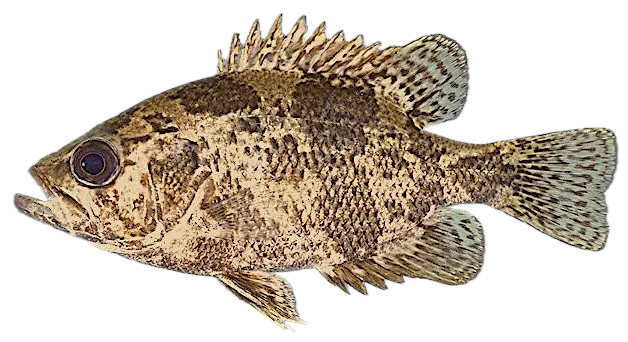 Shadow bass
